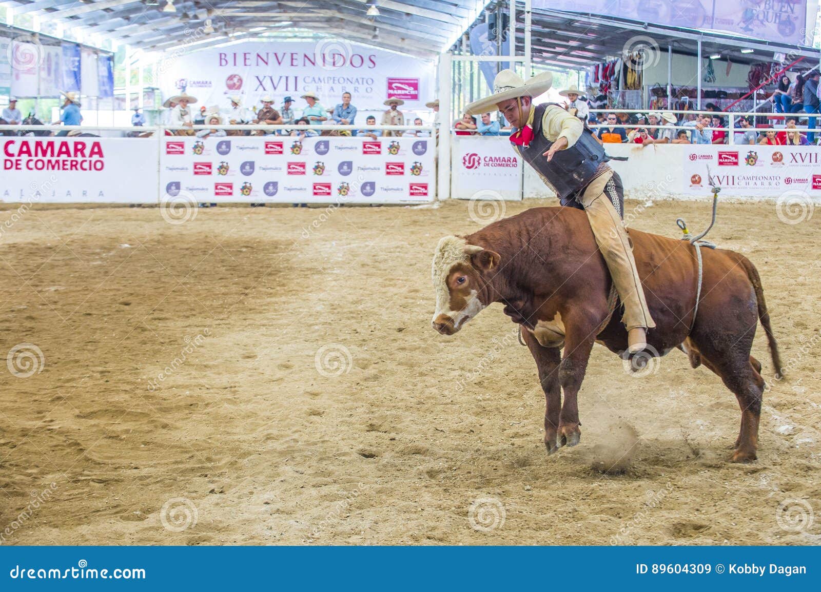 Het internationale festival van Mariachi & Charros-. GUADALAJARA, MEXICO - 01 SEP: Charro neemt aan de stier het berijden Concurrentie deel bij het 23ste Internationale festival van Mariachi & Charros-in Guadalajara Mexico op 01 September, 2016