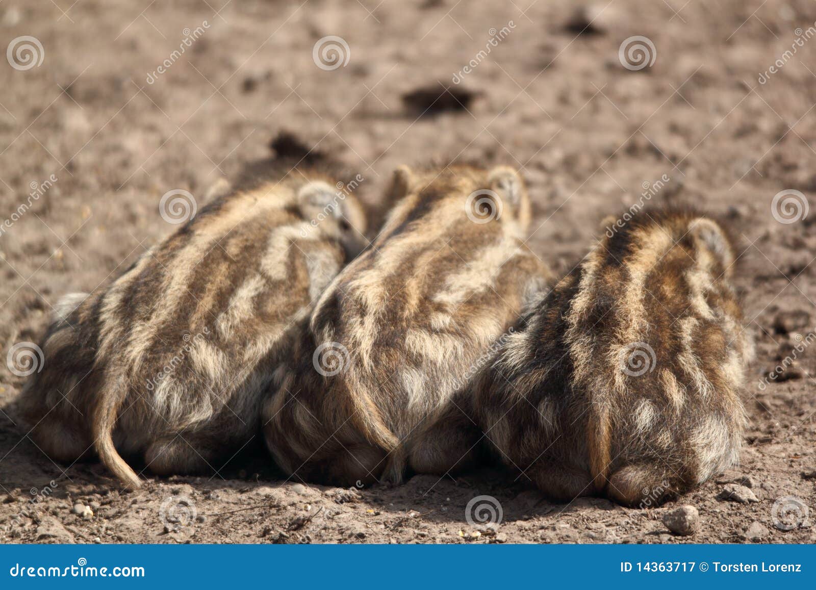 Het jonge beren slapen. Drie het jonge everzwijnen slapen