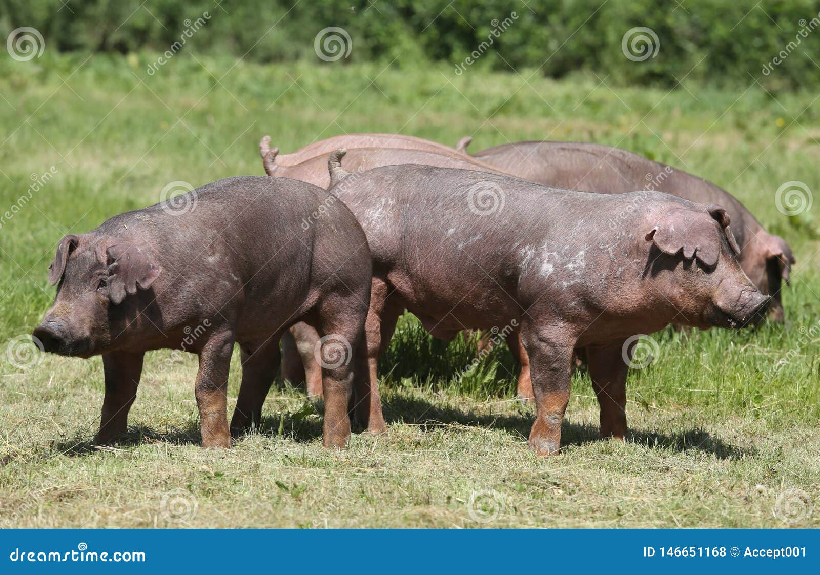 Het jonge duroc varkensstapel weiden op de zomer van het landbouwbedrijfgebied. Duroc rassenvarkens bij dierlijk landbouwbedrijf op weiland