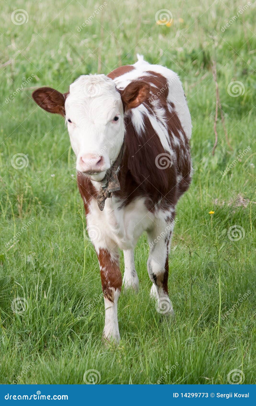 Het kalf van de koe stock afbeelding. Image of openlucht 14299773