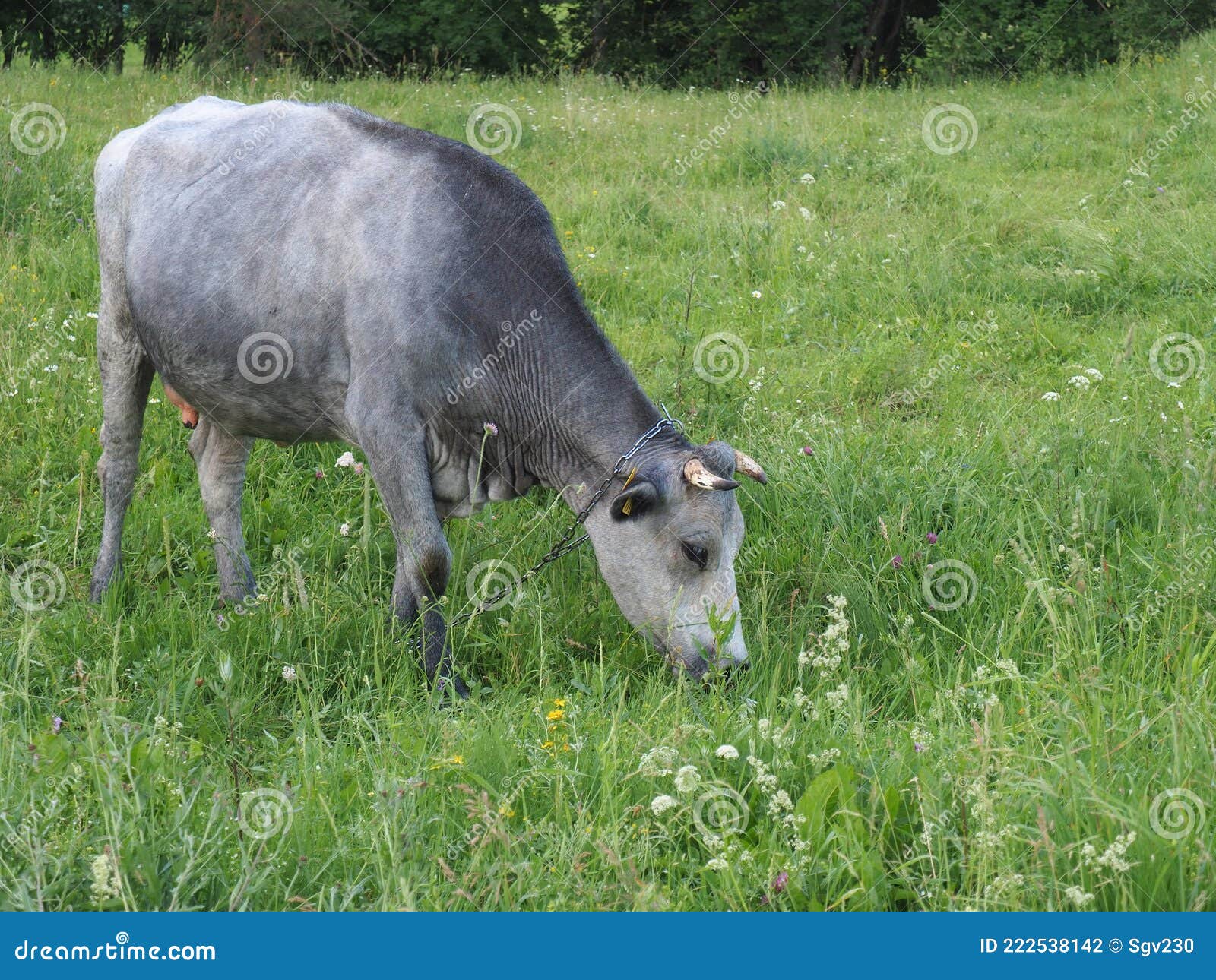 Beschrijven Persoonlijk Wiskundige Het Koeiengras. Letse Blauwe Koe Stock Foto - Image of landbouw, zoogdier:  222538142