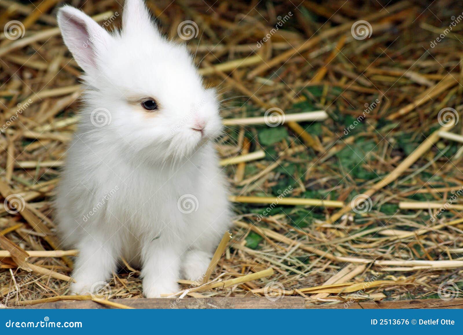 konijn van baby stock foto. Image of weinig, pasen - 2513676