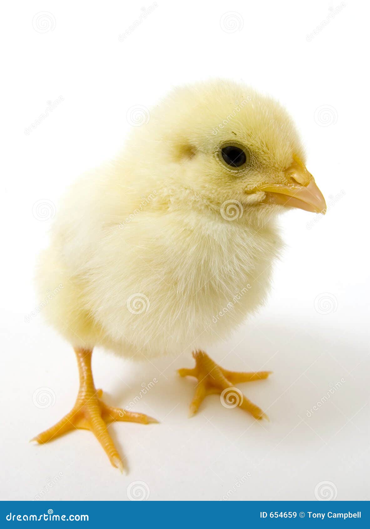 Kleurplaat Pasen Kuiken Met Kuikens - Gratis Kleurplaten Voor  Creatievelingen, image size:1183x1690