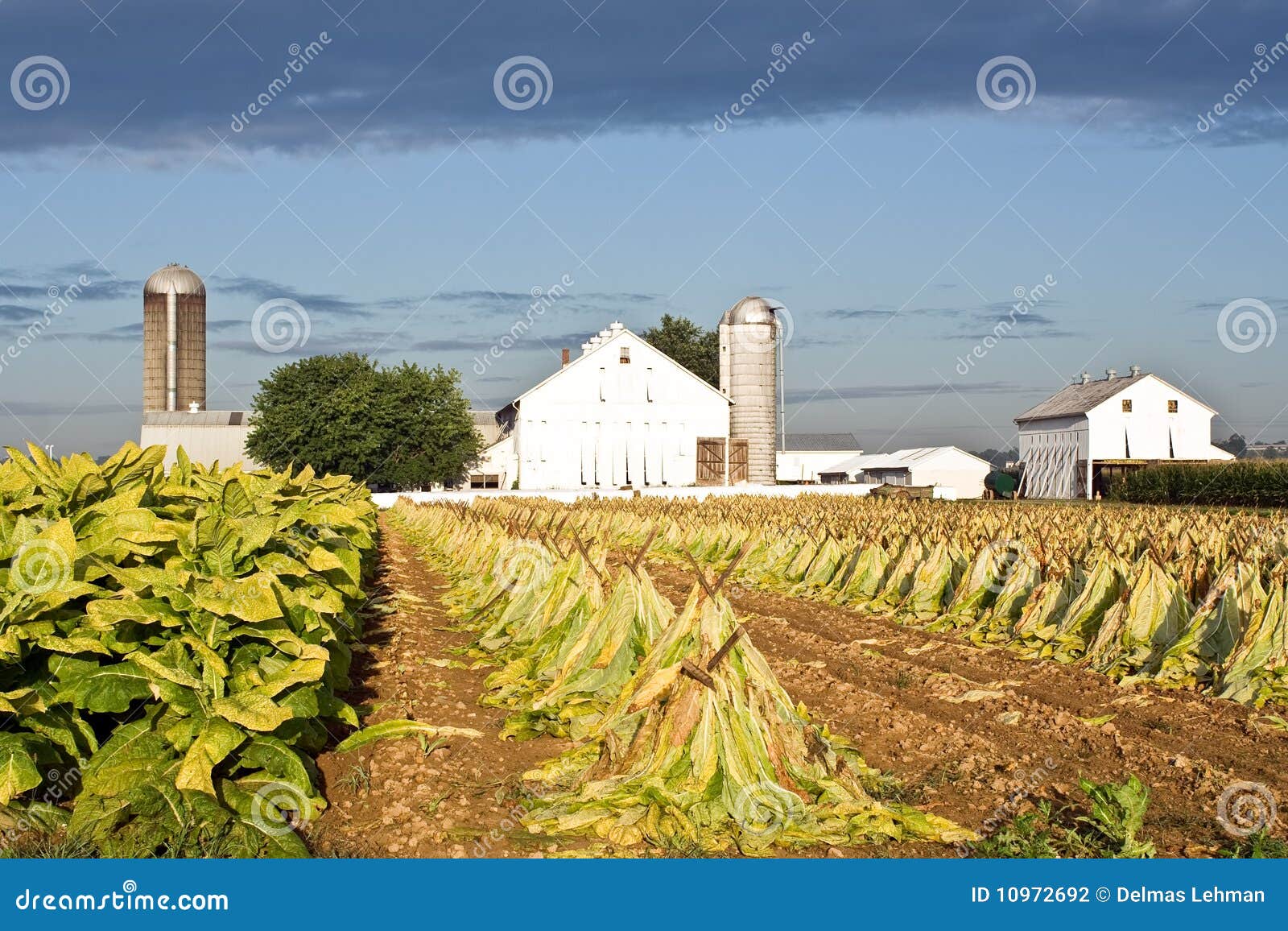 Het Landbouwbedrijf van de Tabak van de Provincie van Lancaster. Een provincie van Lancaster, Pennsylvania, tabakslandbouwbedrijf in vroeg ochtendlicht.