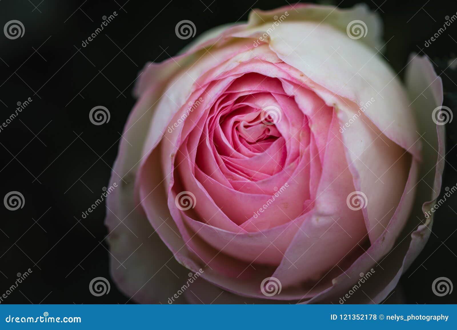 Het Macroengels Die Roze Rose Constance Spry Beklimmen Stock Foto ...