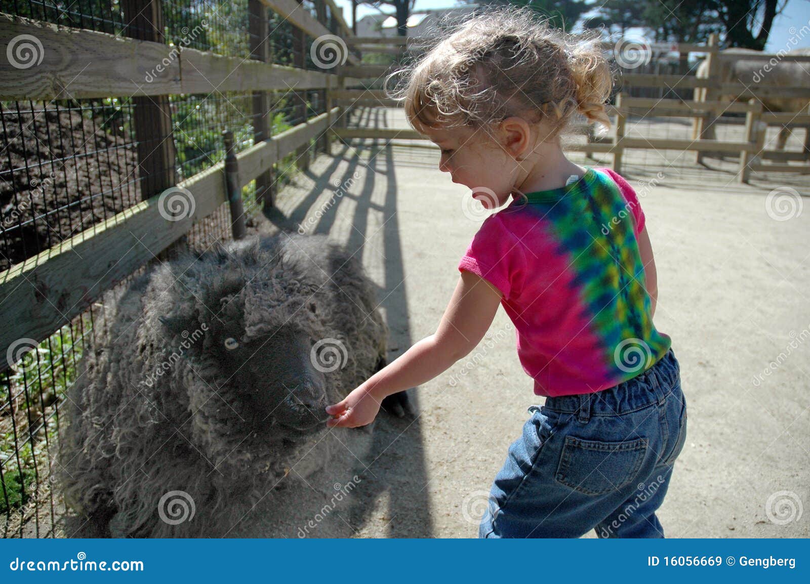 Het meisje voedt schapen. Twee en een een half voedend schaap van het éénjarigenmeisje bij het petting van dierentuin