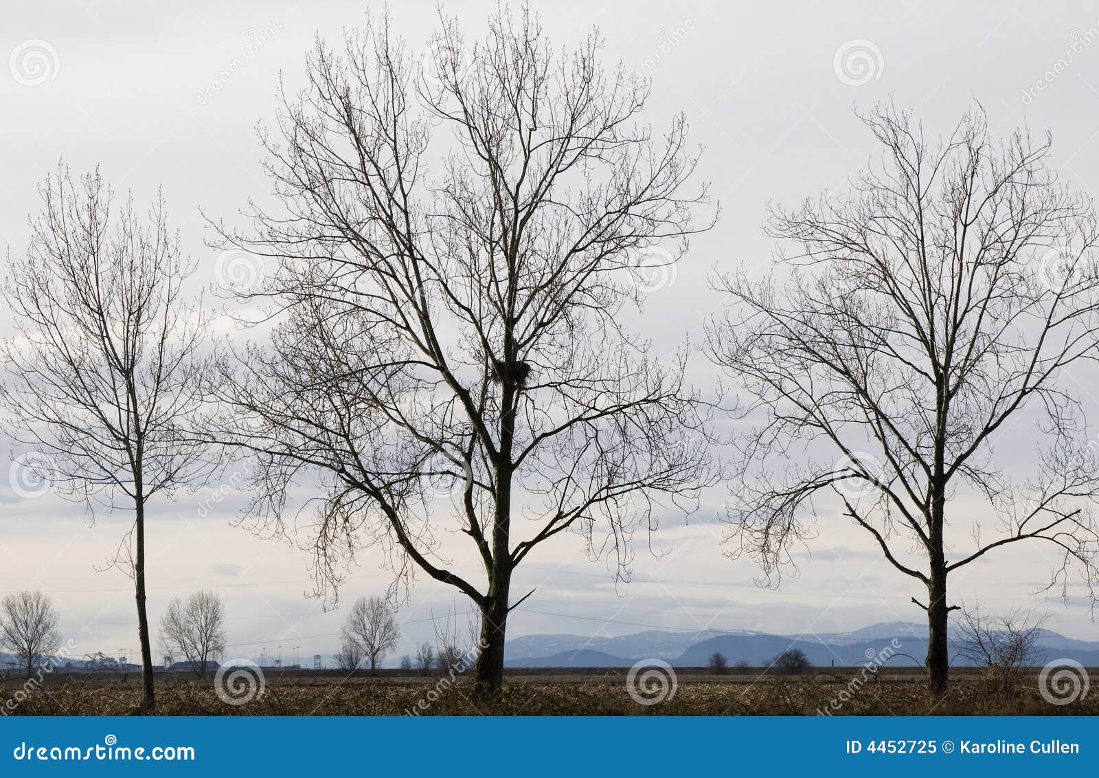 Het Nest van de adelaar in Naakte Boom. Één van een rij van naakte bomen in de winter heeft een adelaarsnest.