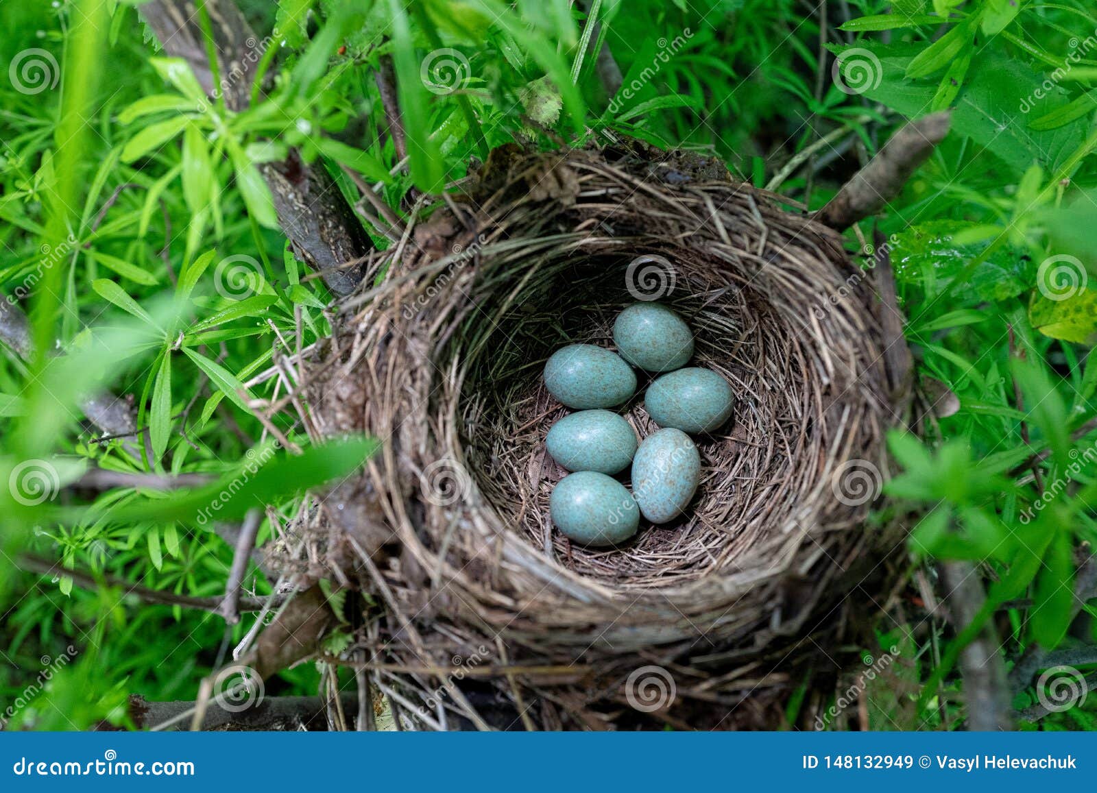 prioriteit Levering Nucleair Het Nest Van De Merel in Het Bos Stock Afbeelding - Image of gebladerte,  vogels: 148132949