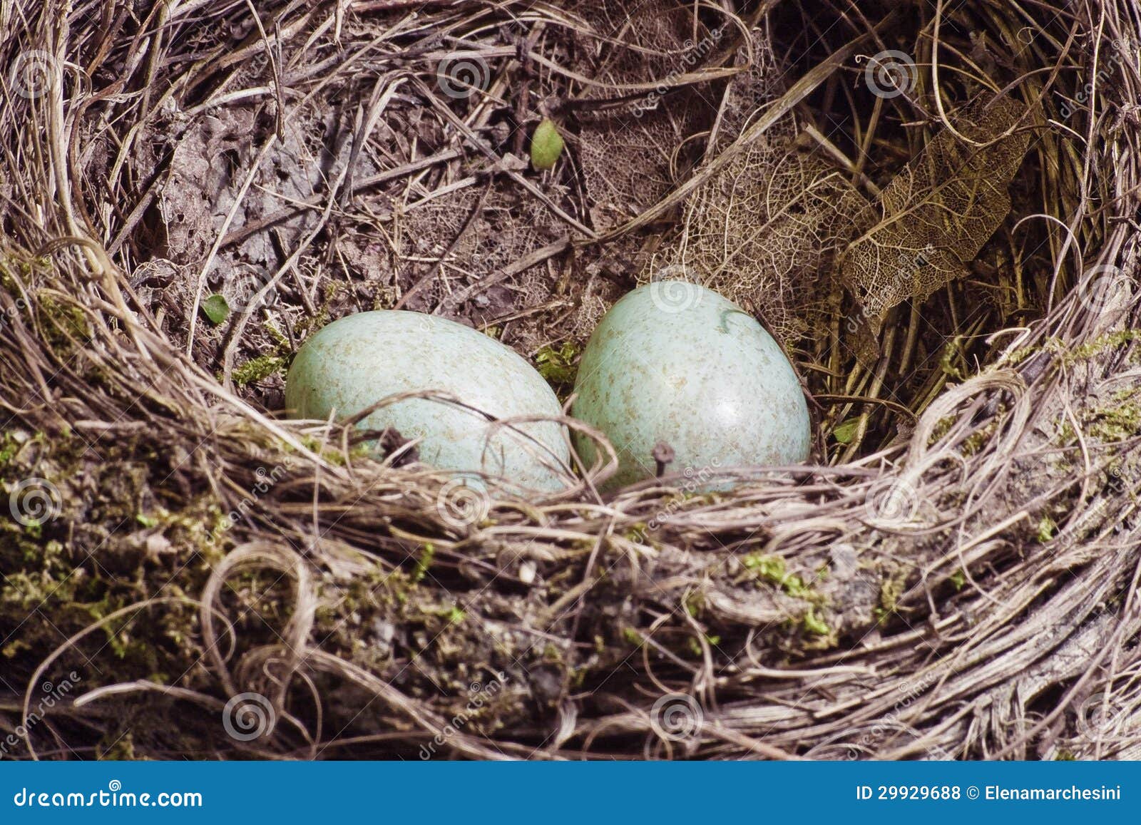 regelmatig doneren Bouwen op Het Nest Van De Merel Met Twee Eieren in Groene Schaduw Stock Foto - Image  of droog, merel: 29929688