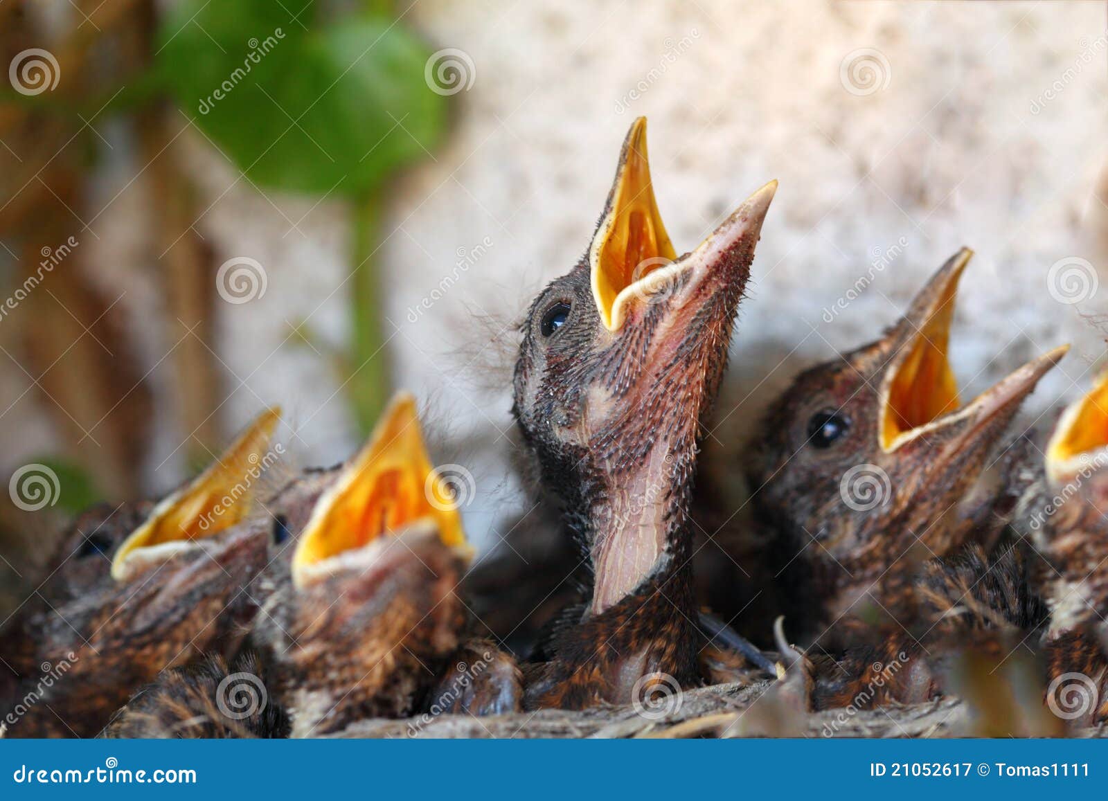 Gevoelig ijsje Aanhoudend Het Nest Van De Vogel Met Jonge Vogels Stock Afbeelding - Image of vlieg,  veer: 21052617