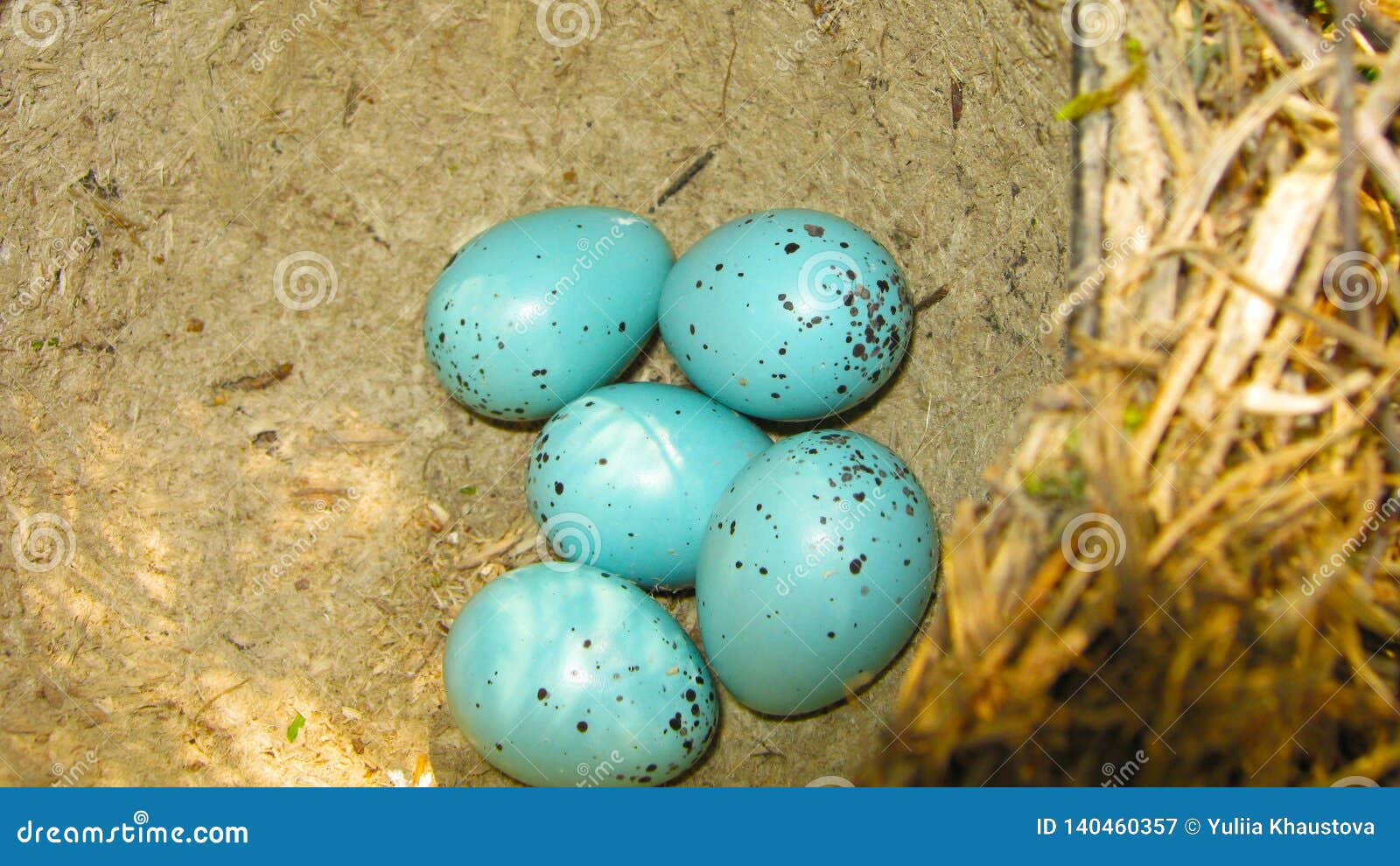 langs kop Snelkoppelingen Het Nest Van De Vogellijster Met Vijf Blauwe Eieren Stock Afbeelding -  Image of klein, buiten: 140460357