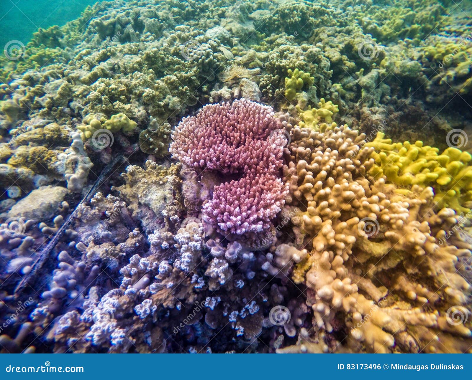 Het Onderwater Leven Kleurrijke Coral Reef in Koror, Palau Eilanden ...
