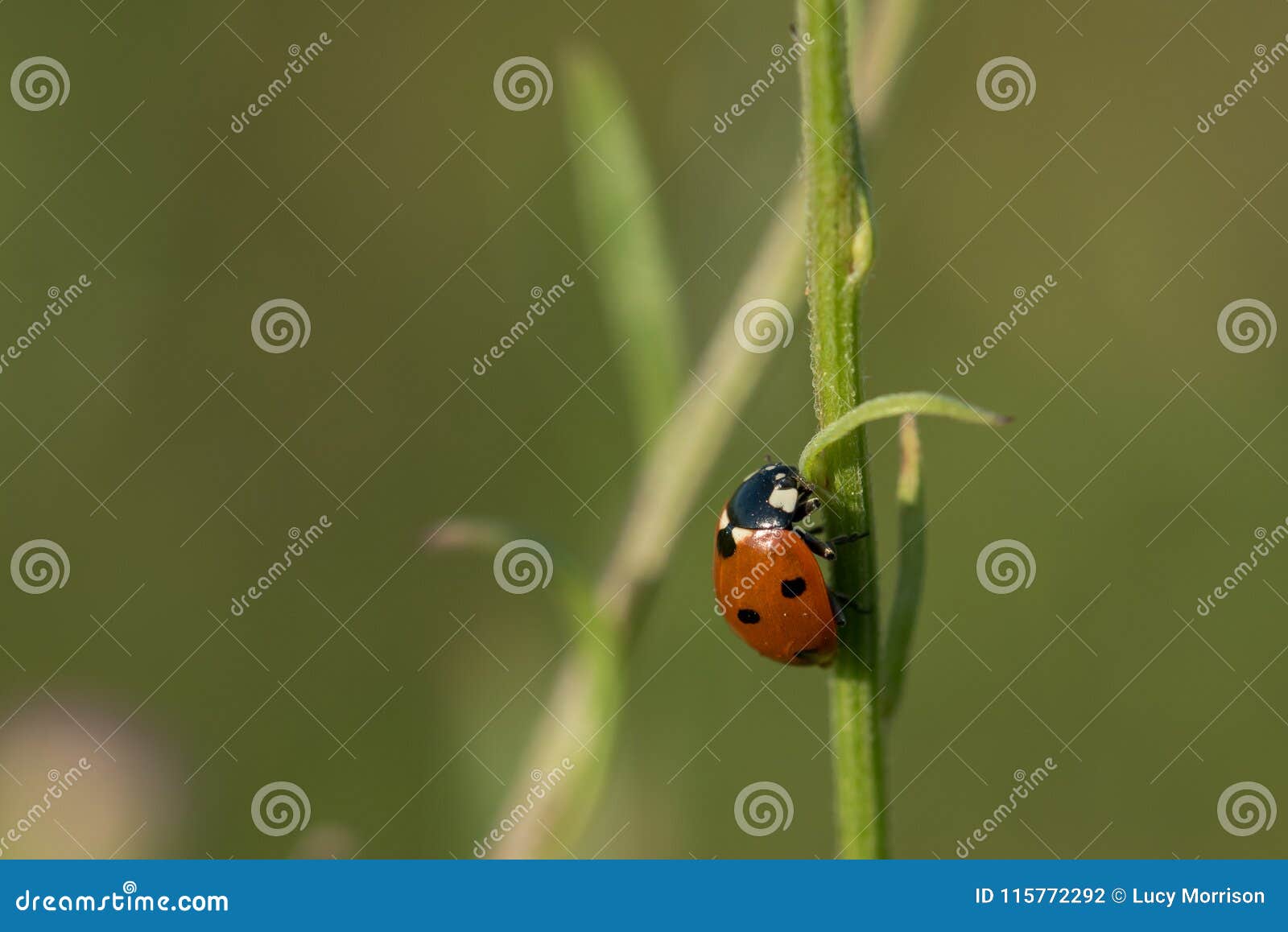 Het oranje Lieveheersbeestje beklimt Groene Slanke Steel. Een oranje lieveheersbeestje niet Aziatische verscheidenheid beklimt een slanke groene steel De zacht vage achtergrond stelt met het scherp gedetailleerde insect tegenover elkaar