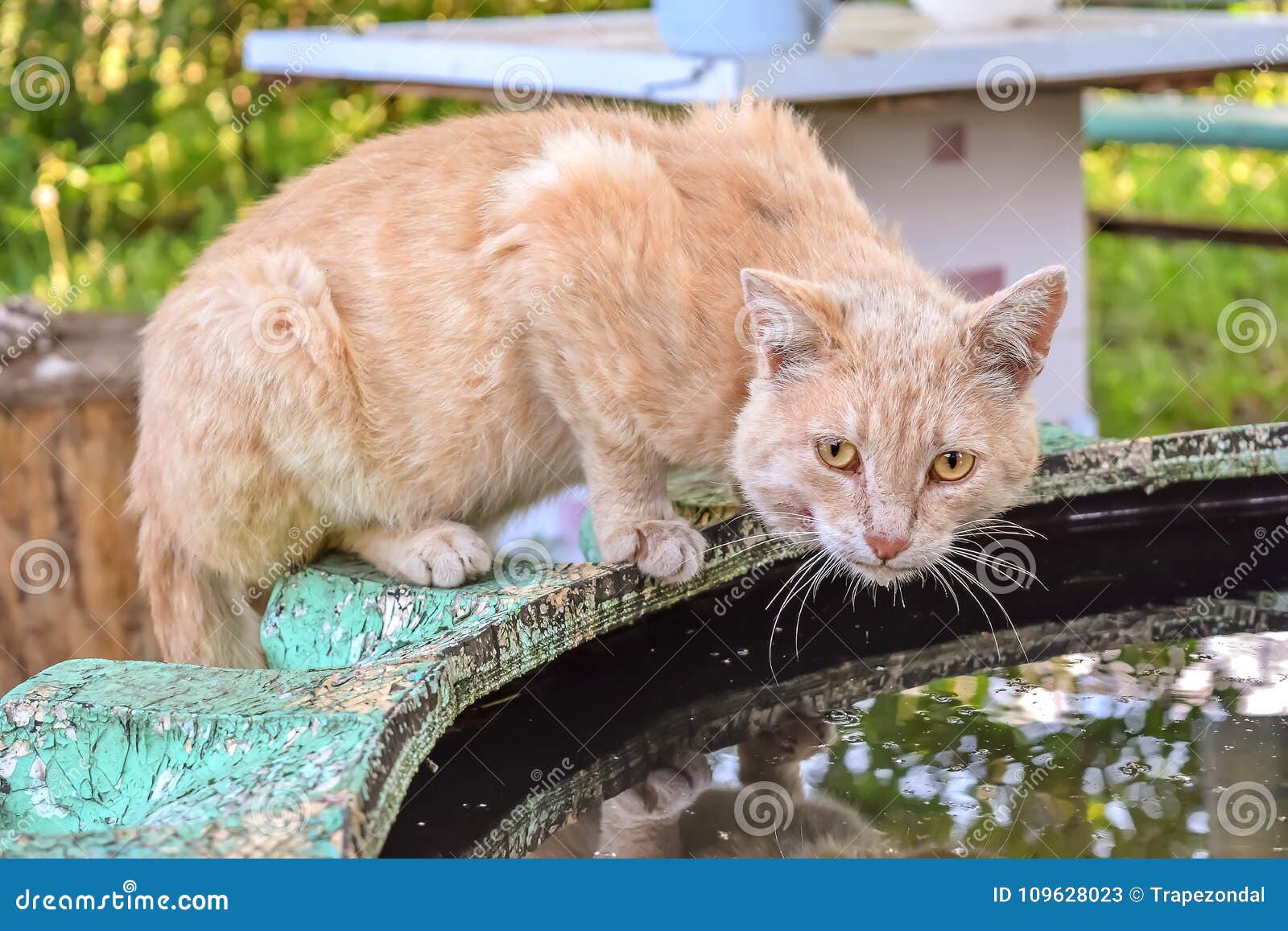 Het oude drinkwater van de werf rode kat van een vulklei op de straat. Het oude drinkwater van de straatkat van een vulklei in de werf