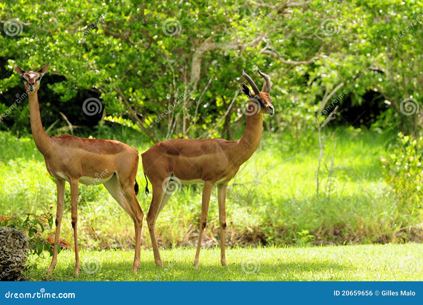 Het Paar van de gazelle. Gerenuk, die ook als de Gazelle van Waller wordt bekend, is een lang-necked soort antilope die in Oost-Afrika wordt gevonden. Het mannetje heeft hoornen. Gefotografeerd in een Dierentuin Zuid- van Florida.