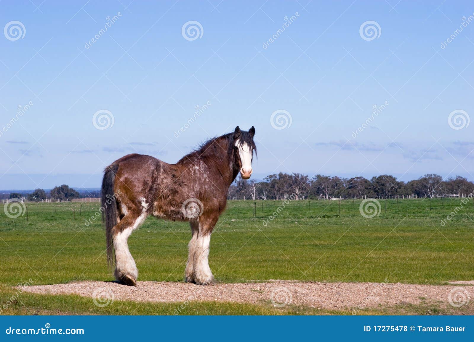 Het Paard Van Clydesdale in Weide Stock Foto Image of clydesdale