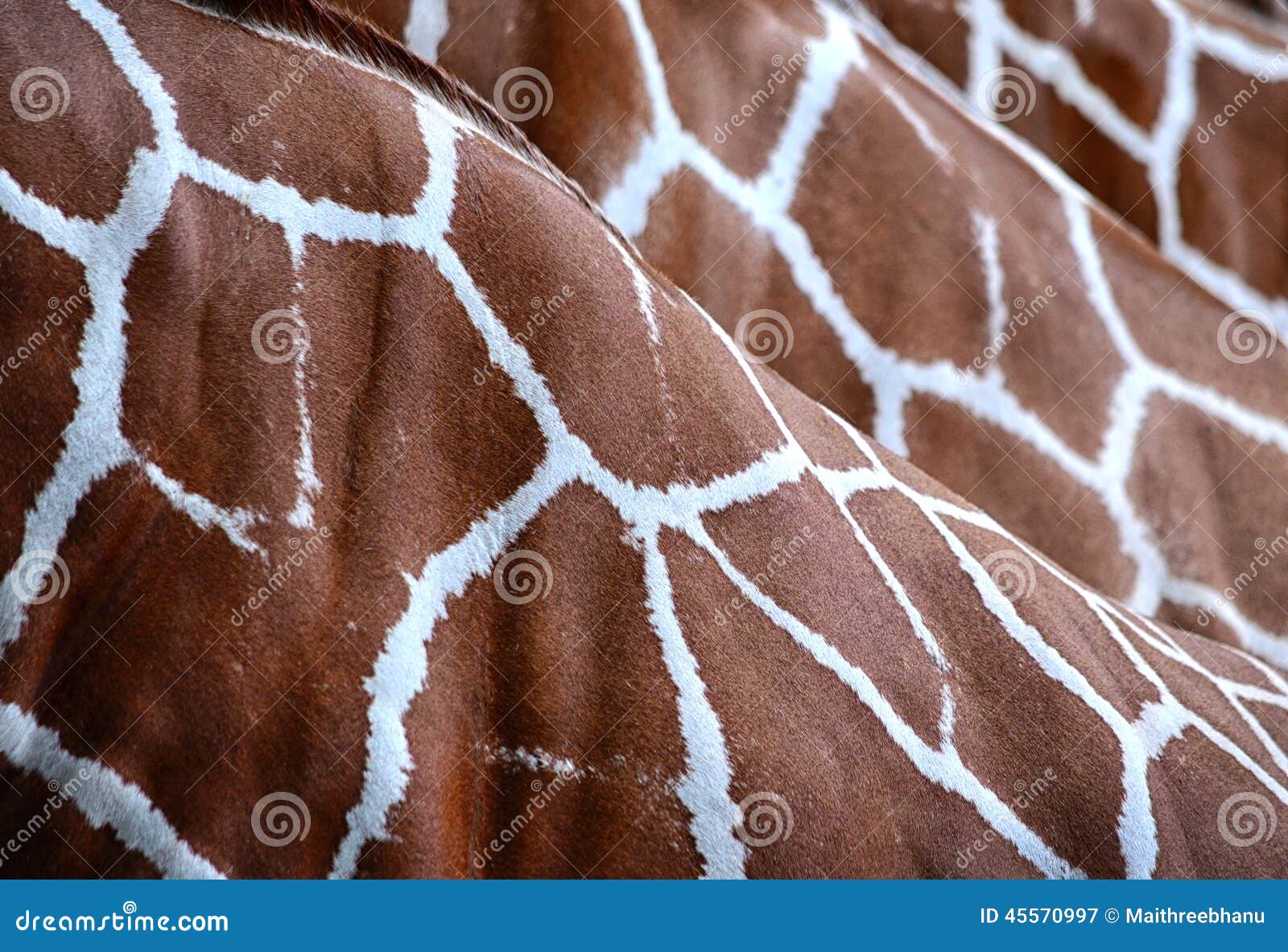 Het patroon van het girafbont