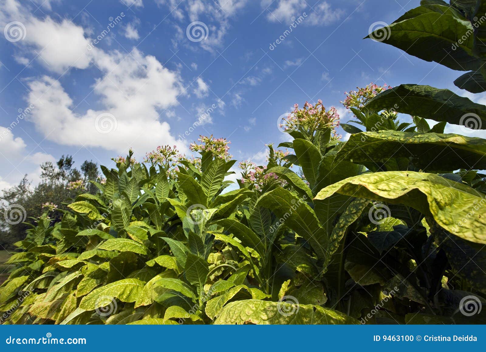 Het planten van tabak onder de blauwe hemel