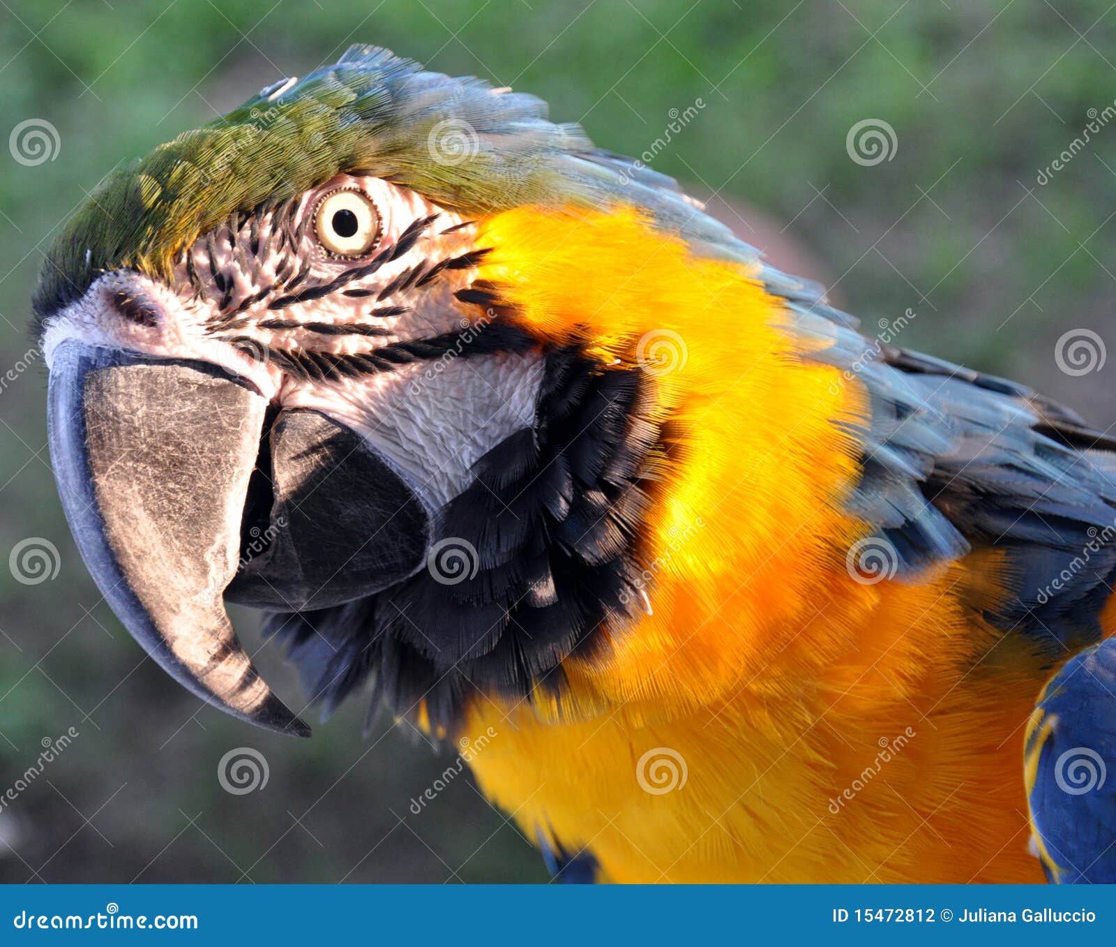 Het portret van de papegaai. Openlucht profiel hoofdportret van het Braziliaanse blauwe en gele de papegaai van de Ara staren