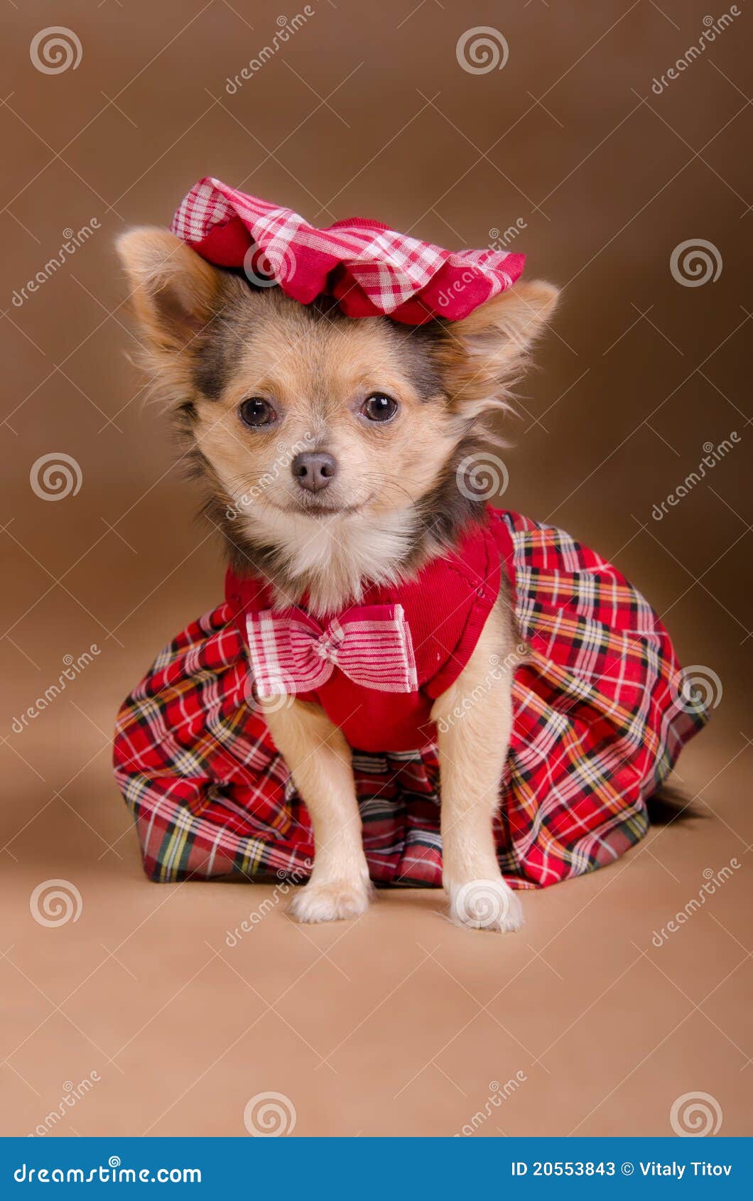 auditie Vermelding aardolie Het Puppy Dat Van Chihuahua Rode Kleding En GLB Draagt Stock Afbeelding -  Image of gipsplaat, katoen: 20553843