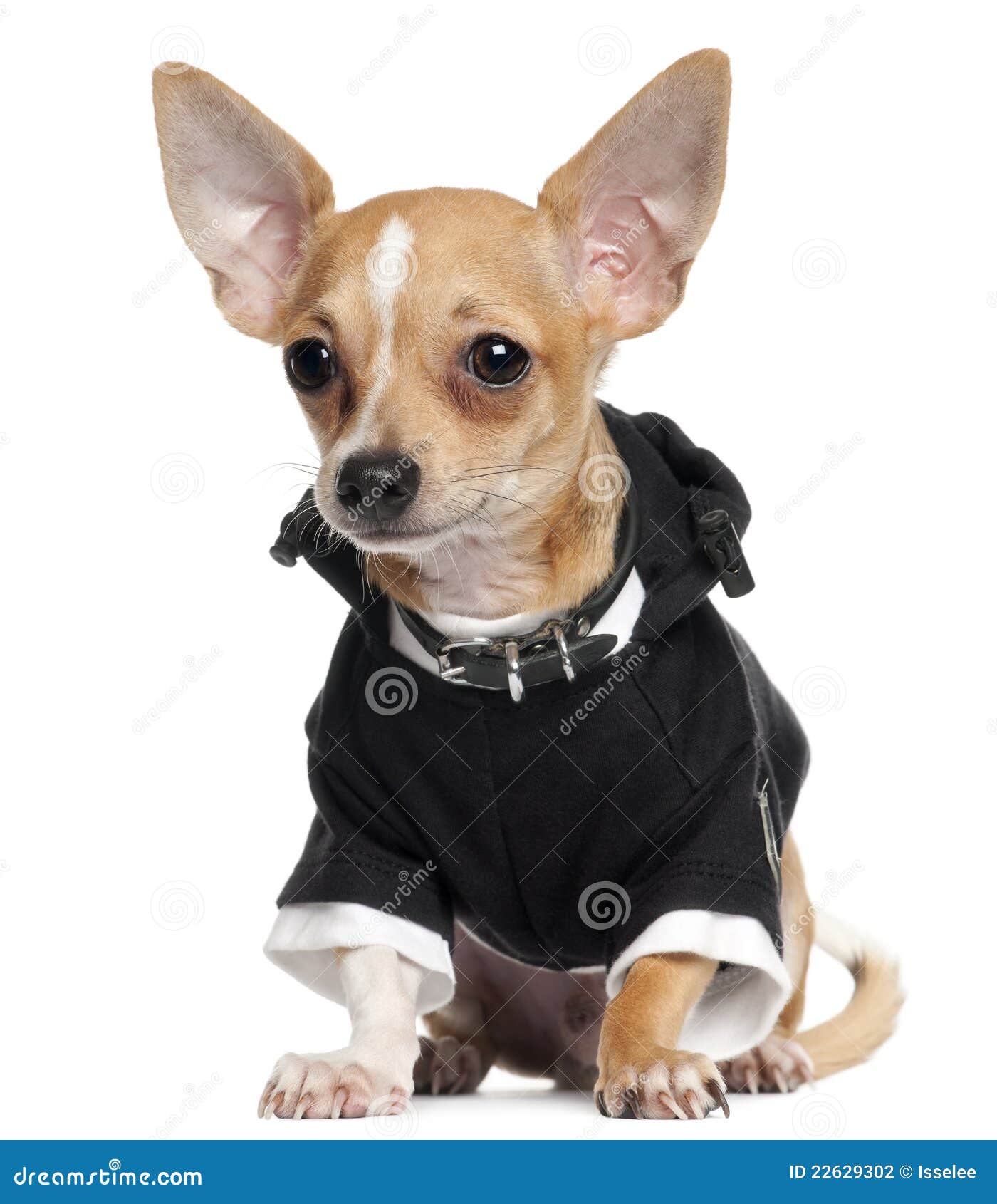Het Puppy Dat Van Chihuahua Zwarte Hoodie, 5 Maanden Draagt Stock Foto ...