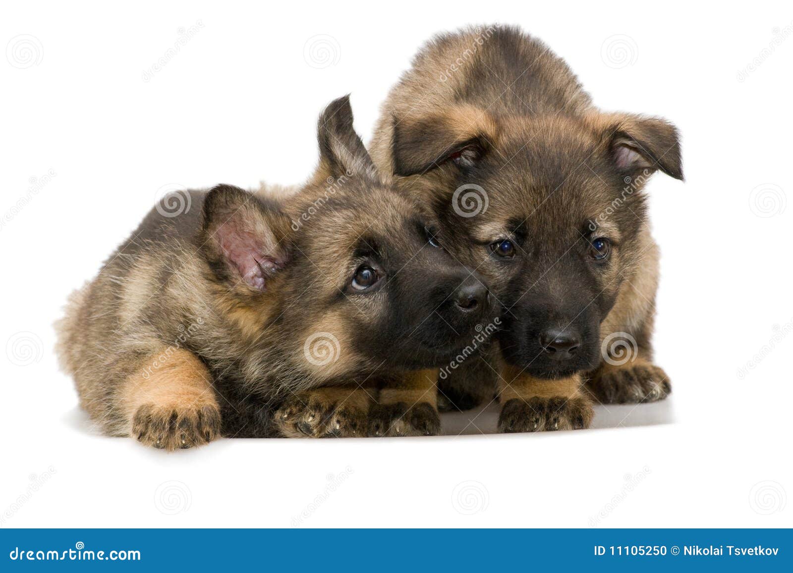 Het Puppy `s Van Duitse Herders Stock Foto - Image of bruin, nave: 11105250