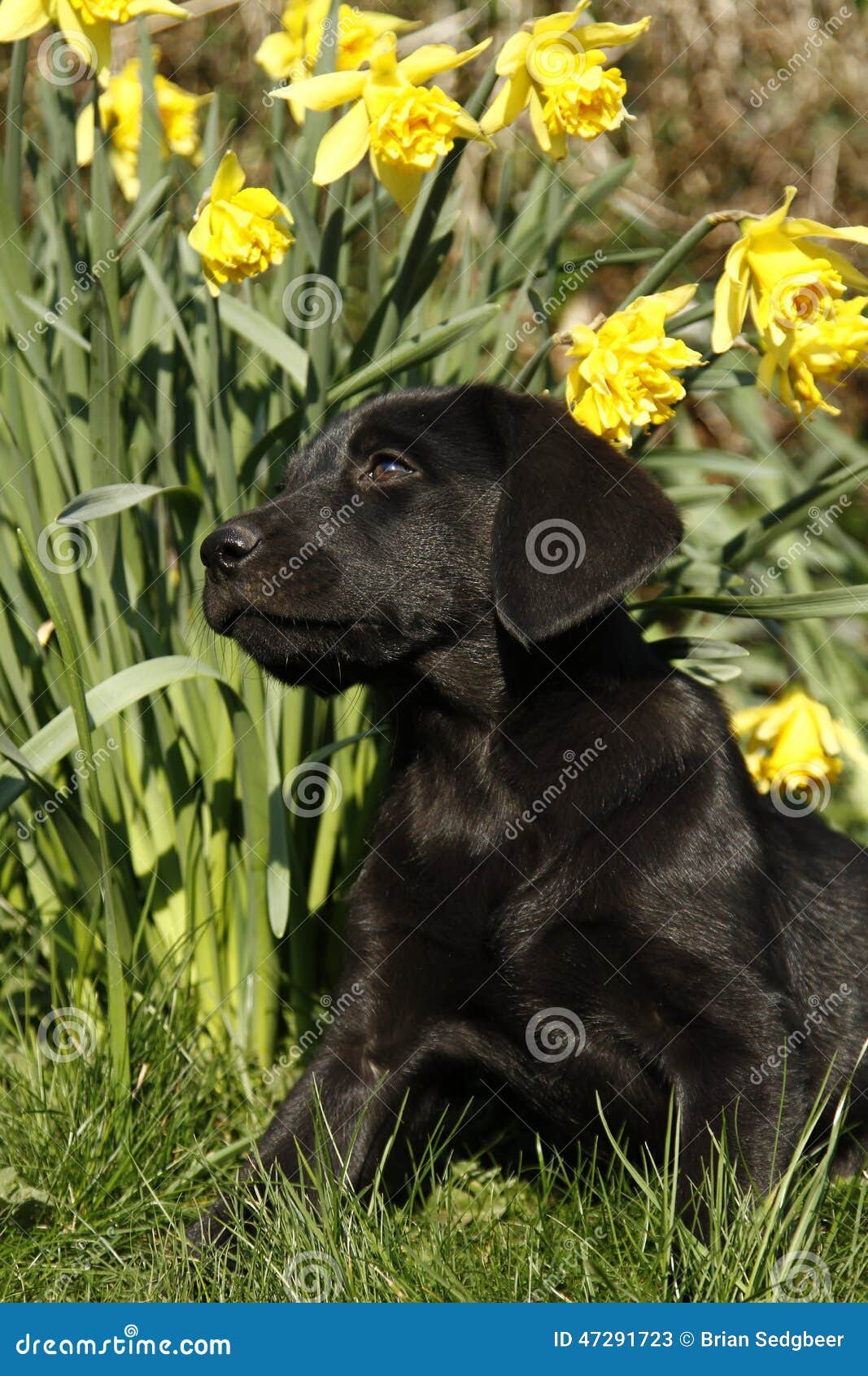 Het Puppy van Cutielabrador in de gele narcissen