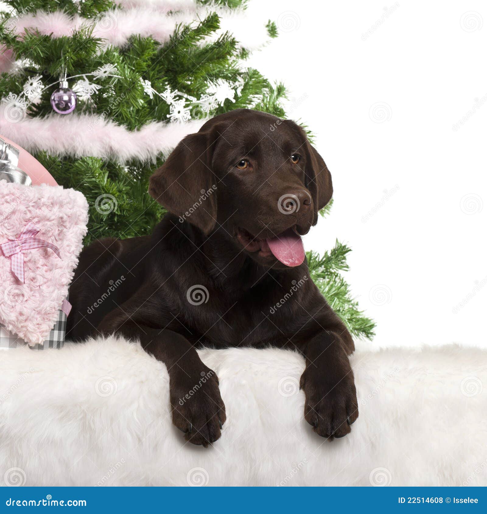 Mm Dollar opwinding Het Puppy Van De Labrador, 5 Maanden Oud, Het Liggen Stock Foto - Image of  cadeau, feestelijk: 22514608
