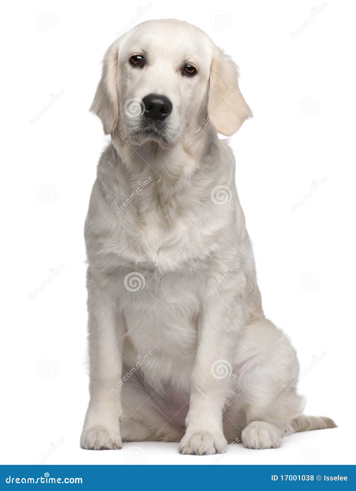 Puppy Van De Labrador, 6 Maanden Oud, Het Zitten Stock Foto - Image of lengte, huisdier: 17001038