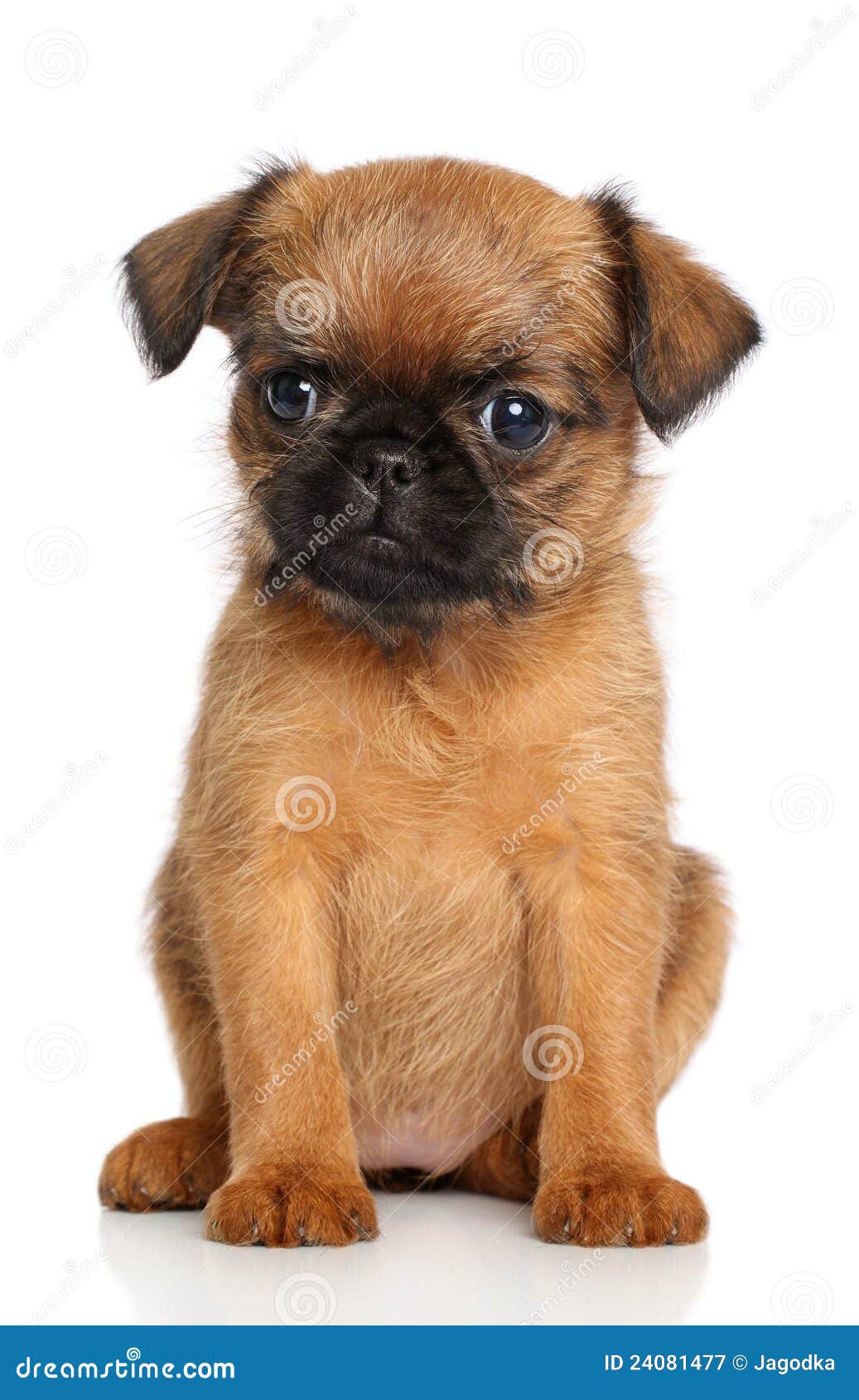 Het Puppy Van Griffon Van Belge Stock Afbeelding - Image of studio ...