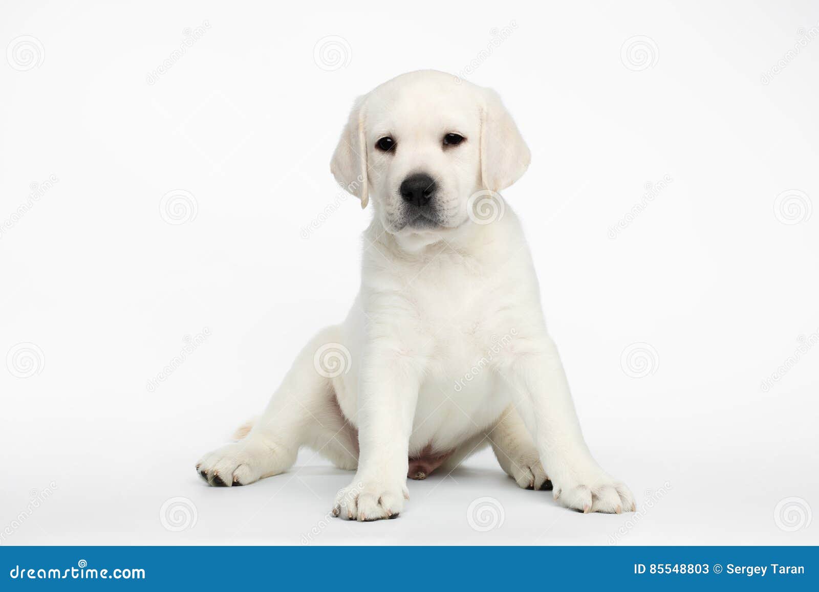 Storen maak het plat trompet Het Puppy Van Labrador Op Witte Achtergrond Stock Afbeelding - Image of  zoogdier, grappig: 85548803