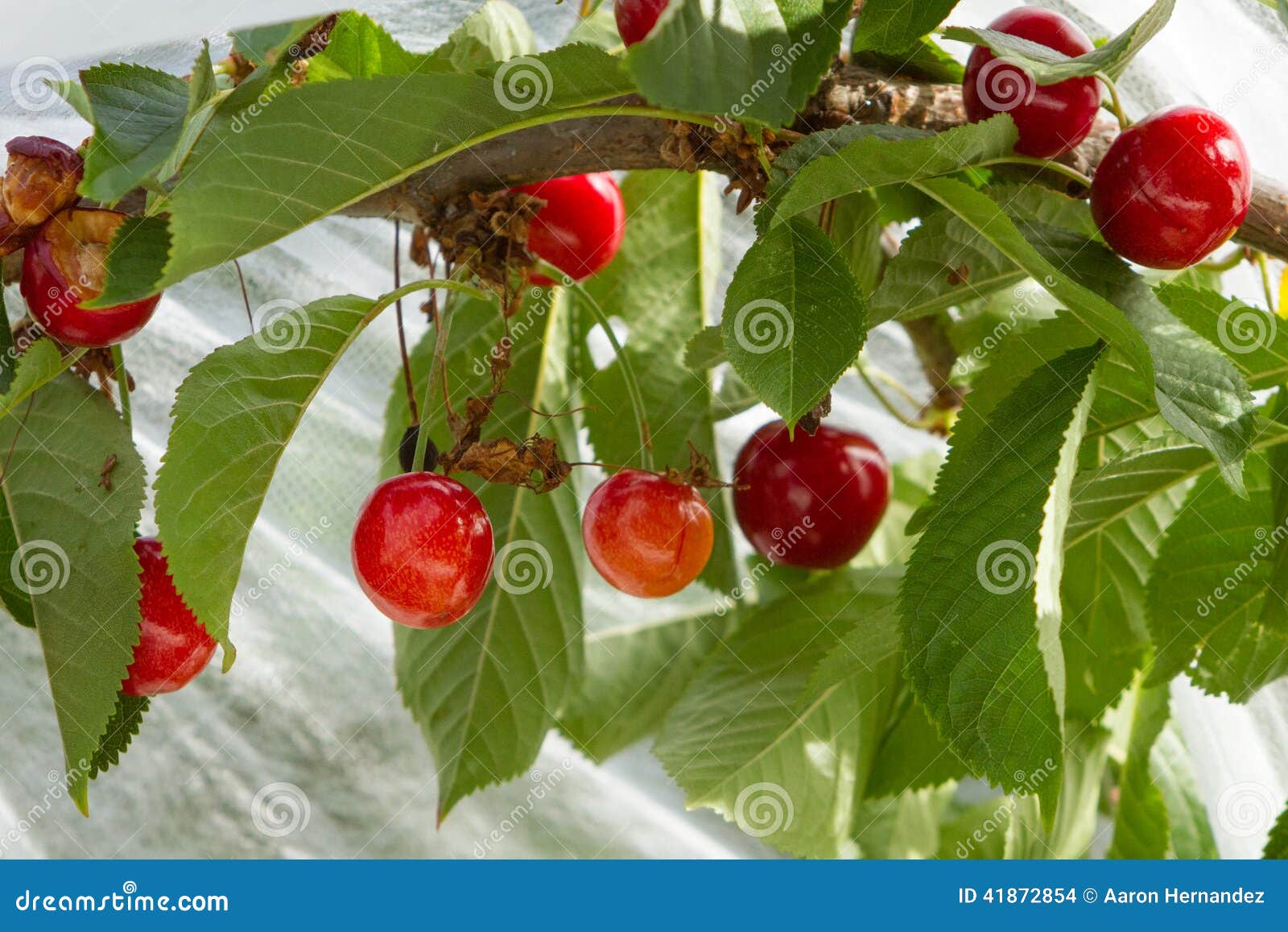 Het rijpen Bing Cherries stock foto. Image of heerlijk 41872854