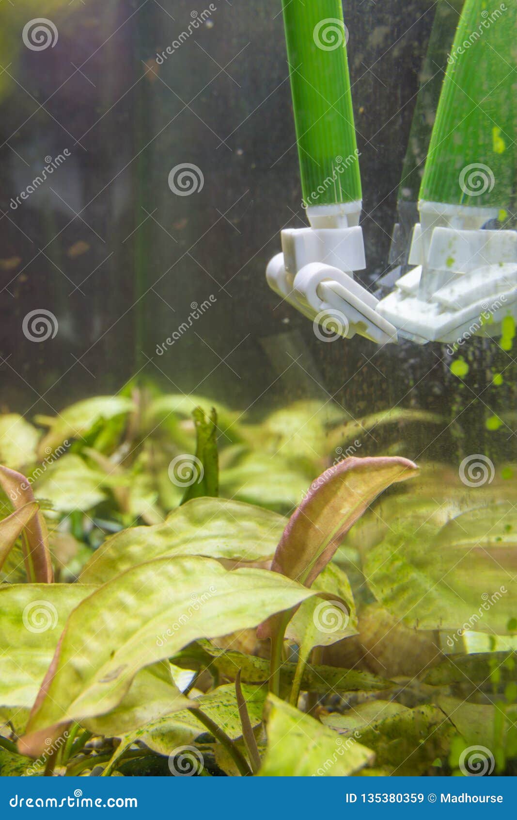 geef de bloem water Cilia sturen Het Schoonmaken Van Het Glas in Het Aquarium Van Groene Algenplaque Stock  Afbeelding - Image of vuil, blauw: 135380359