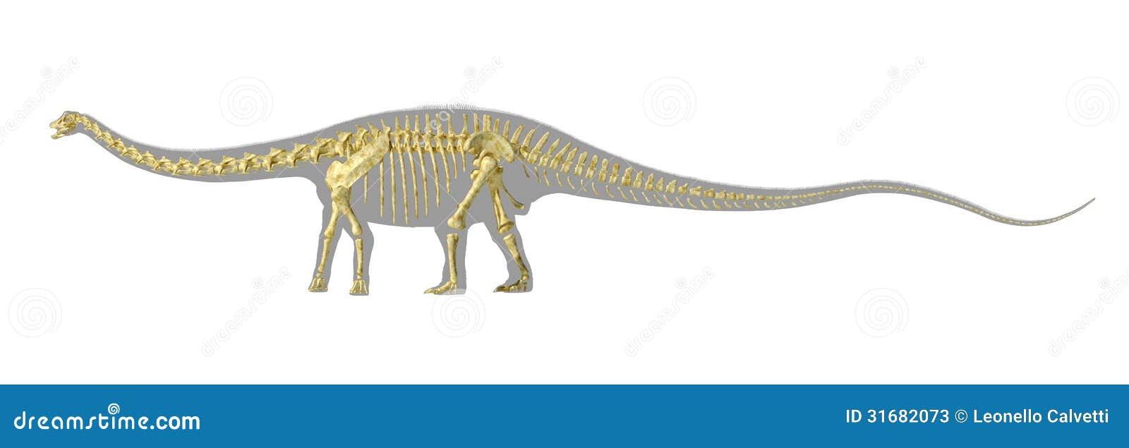 Het silhouet van de Diplodocusdinosaurus, met volledig photo-realistic skelet. Bij witte achtergrond met het knippen van weg.
