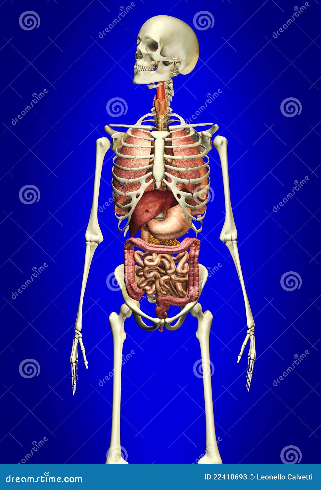 Array het formulier Verkeerd Het Skelet Van De Mens Met Interne Organen Stock Illustratie - Illustration  of biologie, orgaan: 22410693