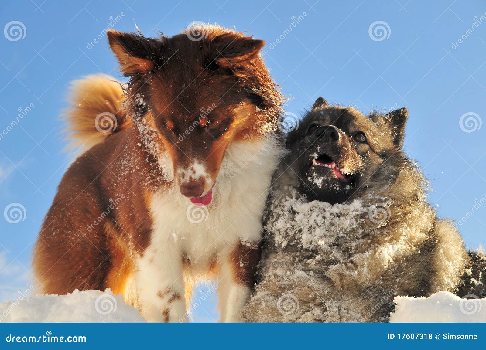 Het spelen de honden stoeien in de sneeuw