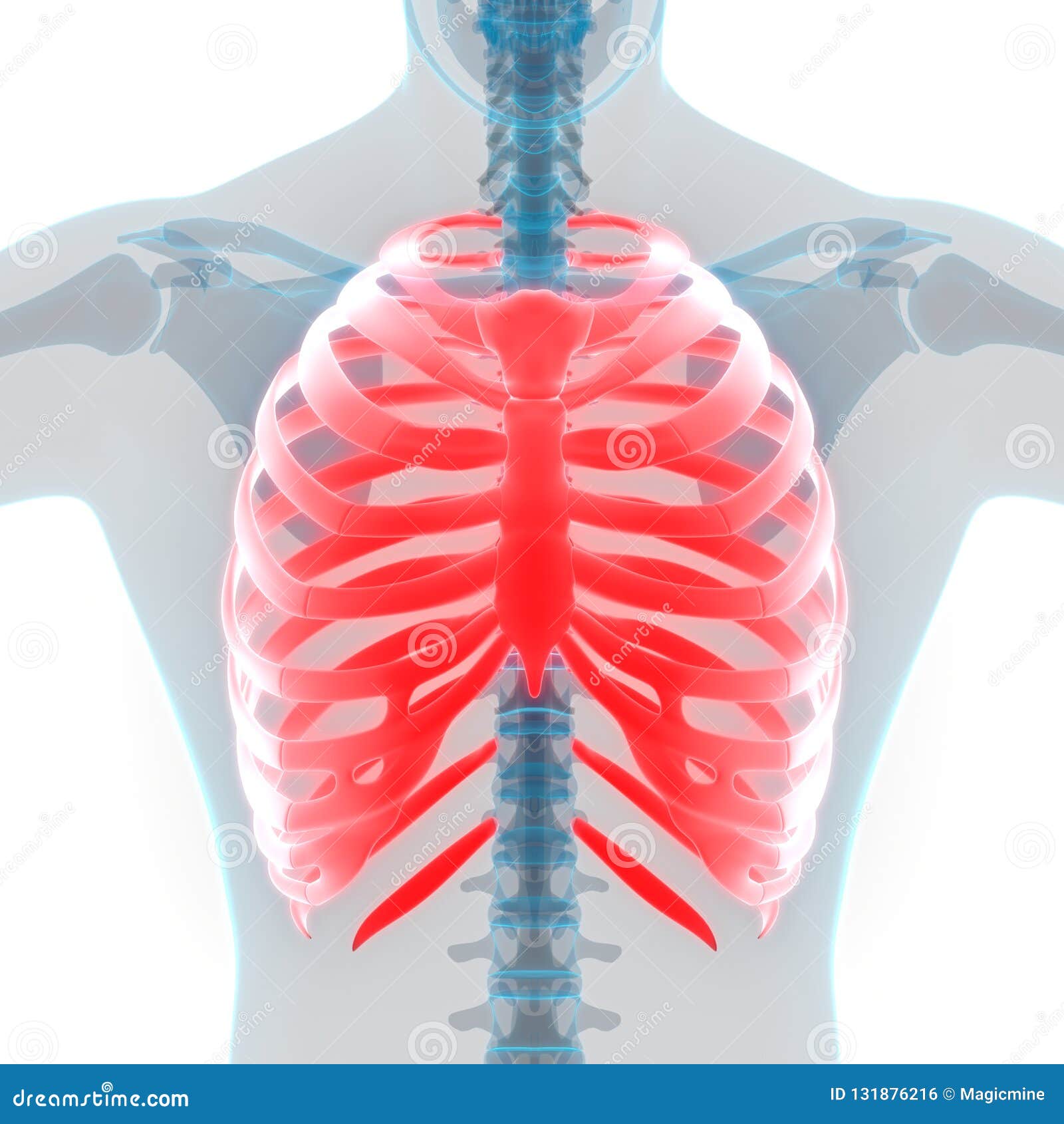 Het Systeem Rib Cage Bone Joints Anatomy Van Het Menselijk