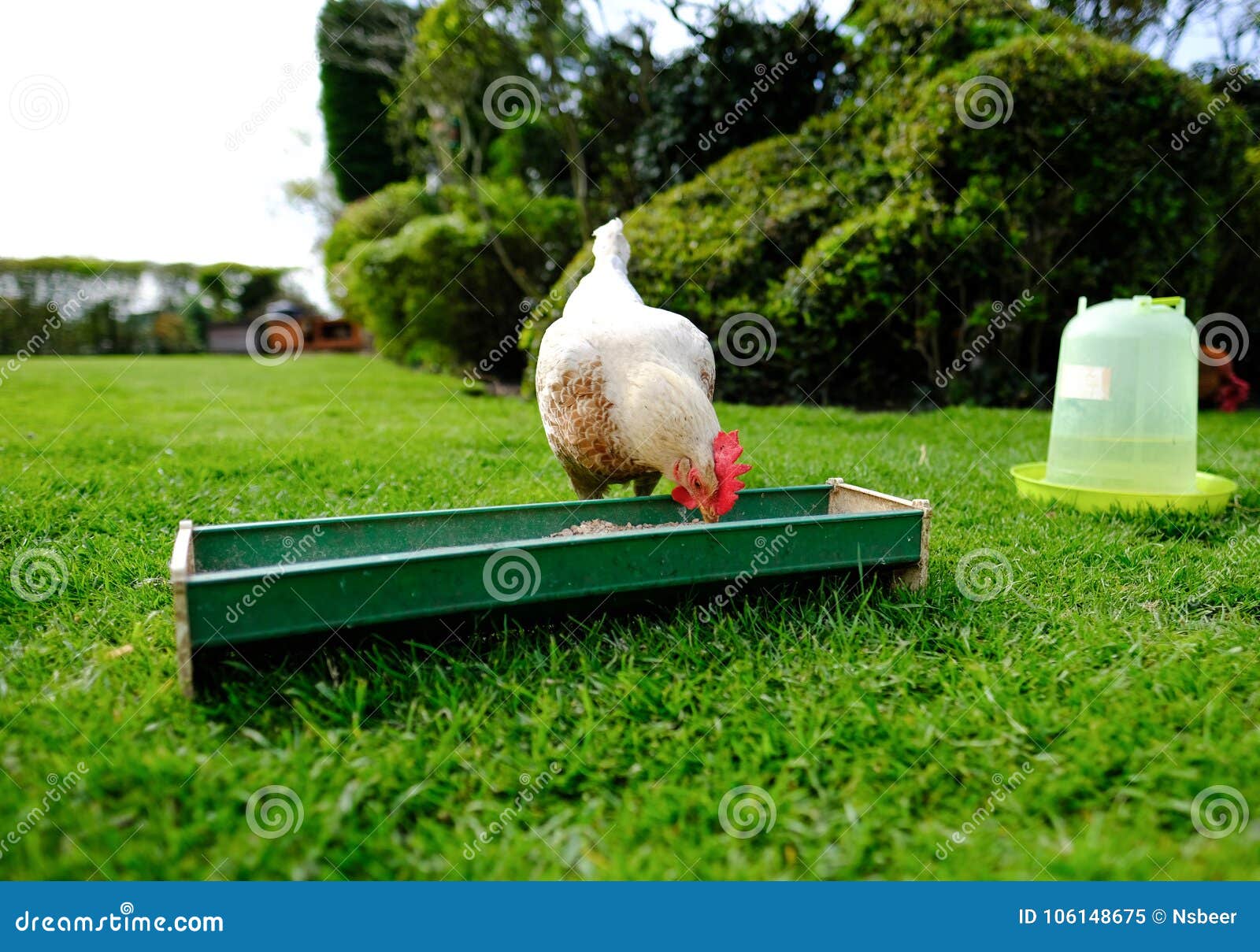 Verzoenen ik klaag In de naam Het Tamme Kleine Kip Gezien Voeden Uit Een Voedseltrog in Een Tuin Stock  Afbeelding - Image of gras, bekken: 106148675