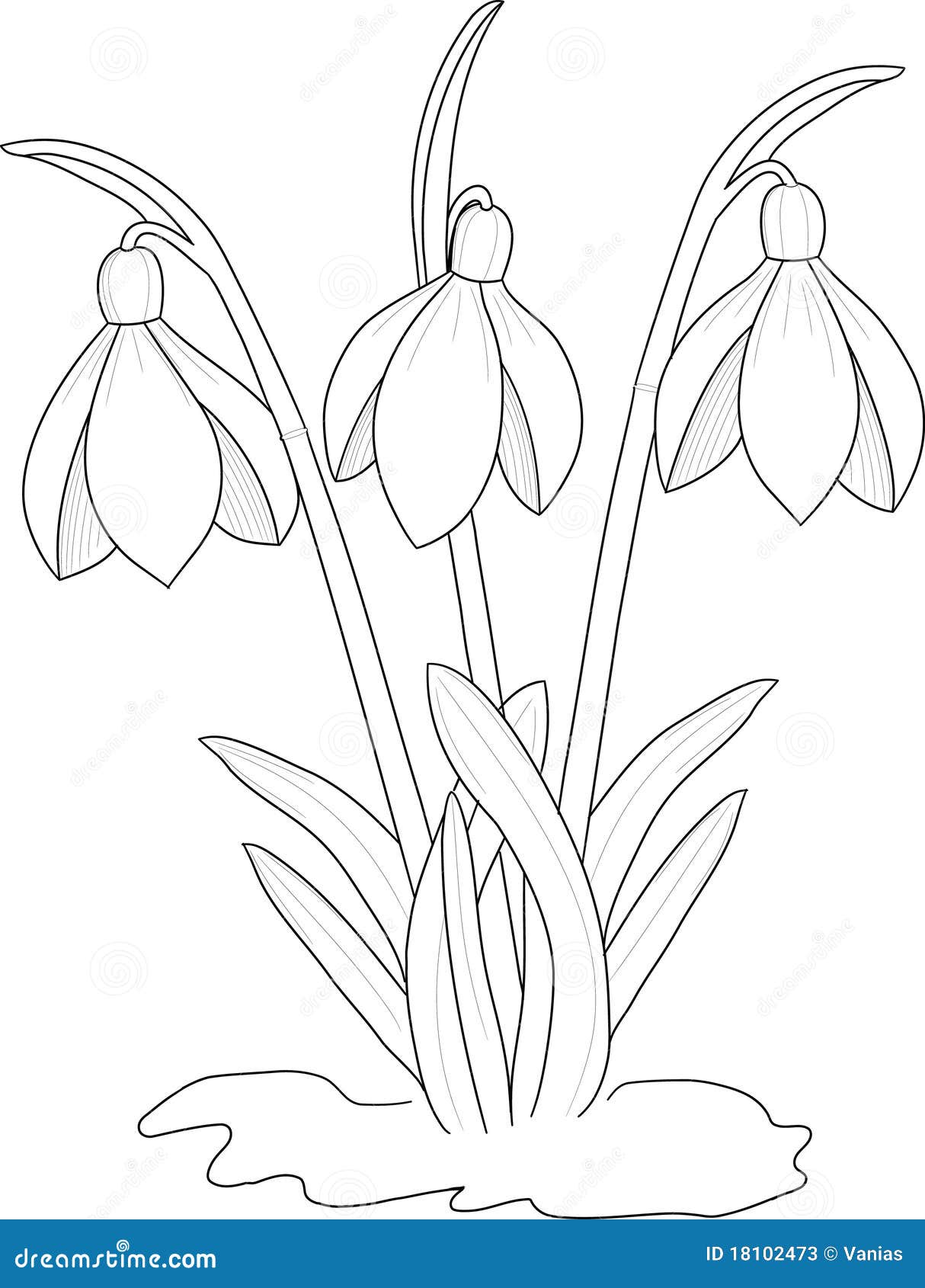 Schneeglöckchen Malvorlage – Deutsche Tapeten