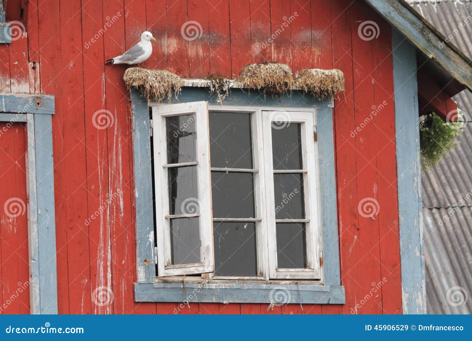 Van de het vensterzeemeeuw van Noorwegen de rode vogel