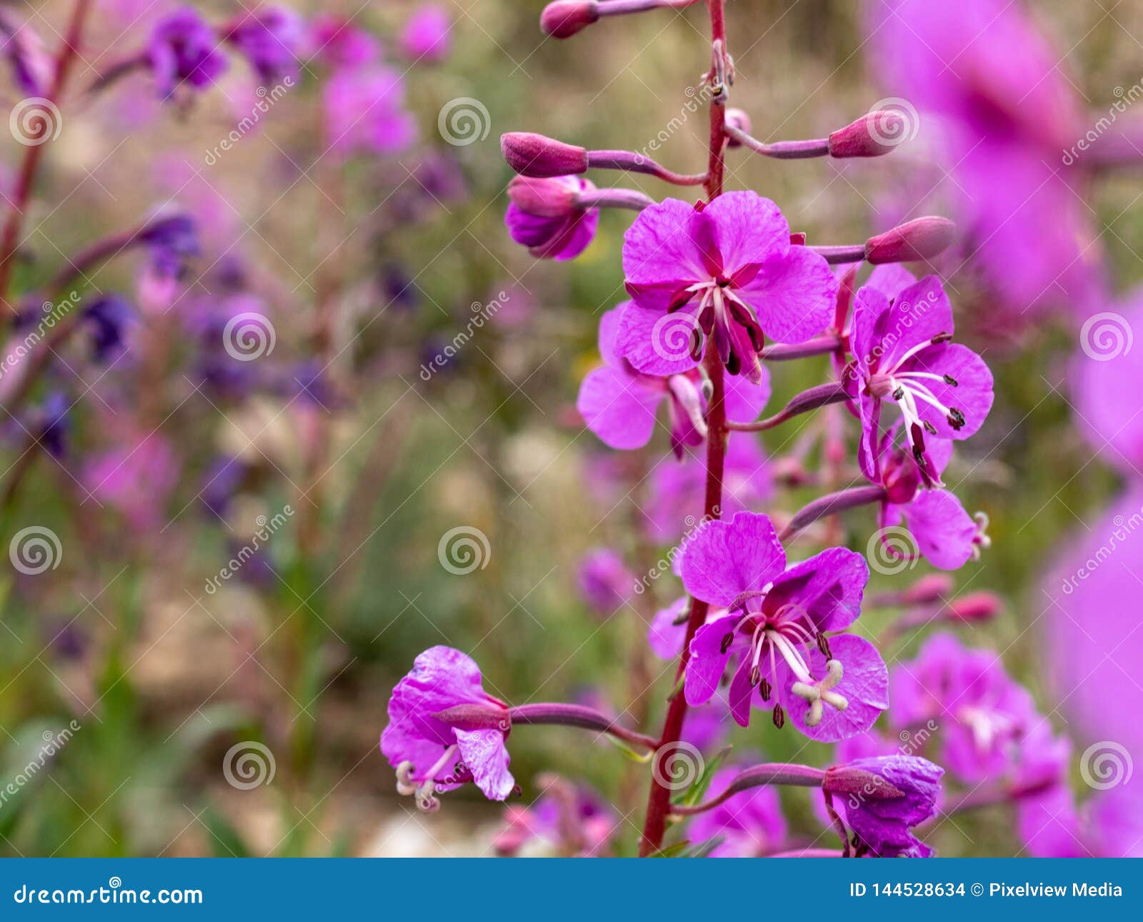 Het Wilgeroosje Wildflowers van close-upcolorado in de Zomer. Close-up van het roze Wilgeroosje Wildflowers van Colorado in de Zomer