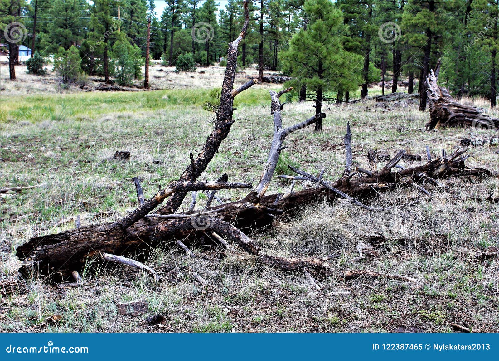 Het witte Centrum van de Bergaard, Pinetop Lakeside, Arizona, Verenigde Staten. Toneellandschapsmening op het Witte die Centrum van de Bergaard, in Pinetop Lakeside, Arizona, Verenigde Staten wordt gevestigd