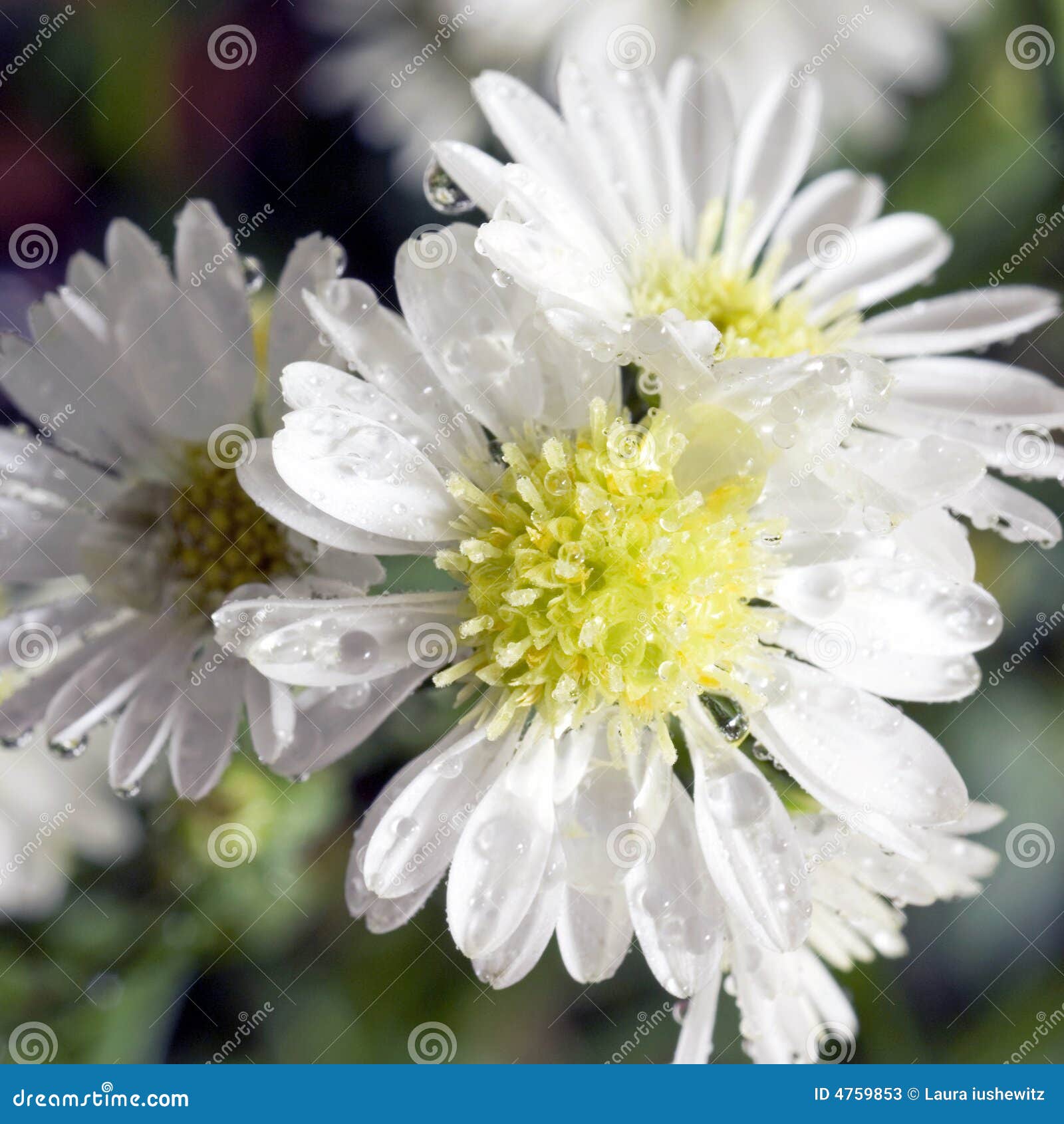 Het witte vierkant van het montecasino. Extreme close-up van de gele en witte clematissen van het Casino Monte met andere bloemen op achtergrond