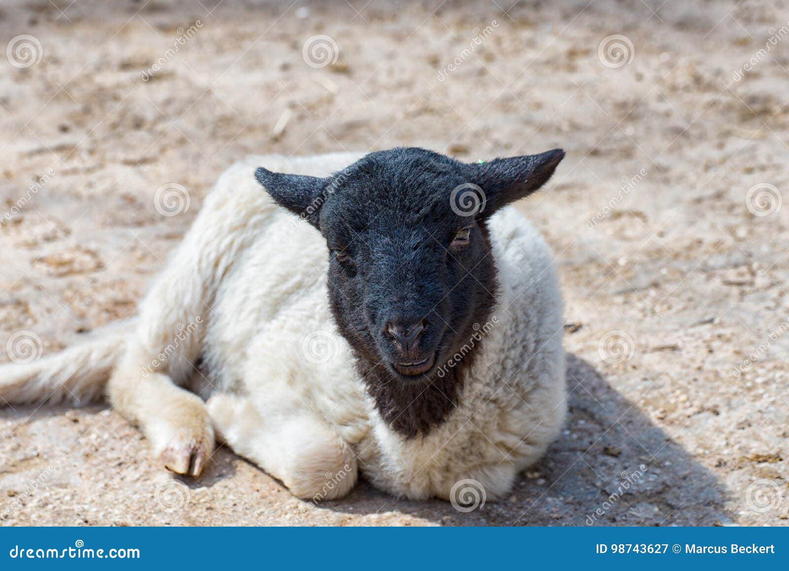 salaris Klap barricade Het Zwart-witte Schaap Ligt in De Zon En Geniet Van De Warmte Stock  Afbeelding - Image of niemand, leuk: 98743627