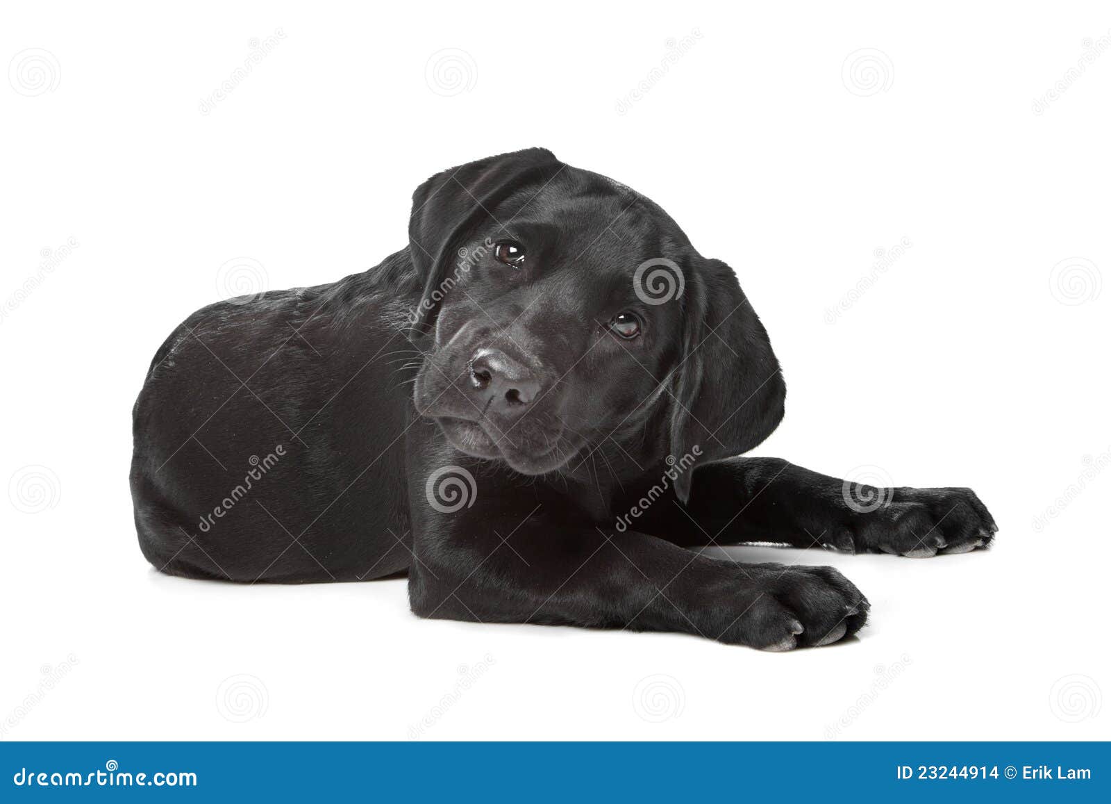 Scully Recreatie Volwassenheid Het Zwarte Puppy Van Labrador Stock Foto - Image of schot, hond: 23244914