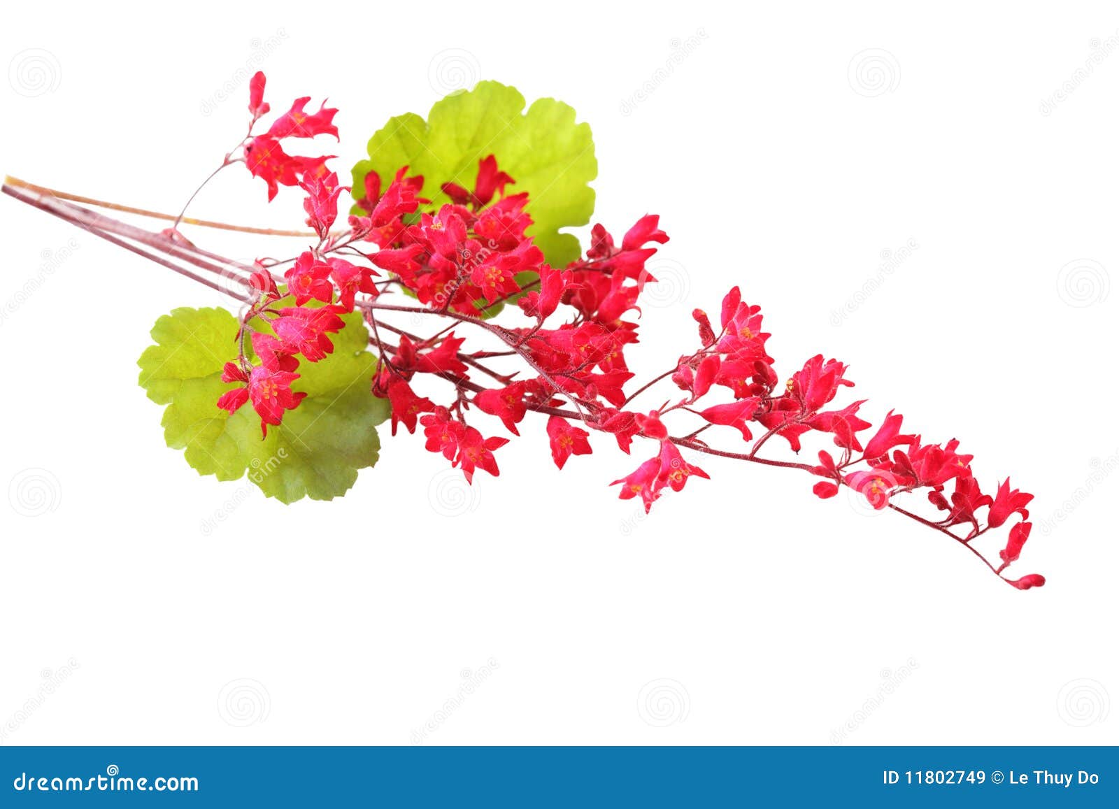 Heuchera Coral Bell stock image. Image of flower, vein 11802749