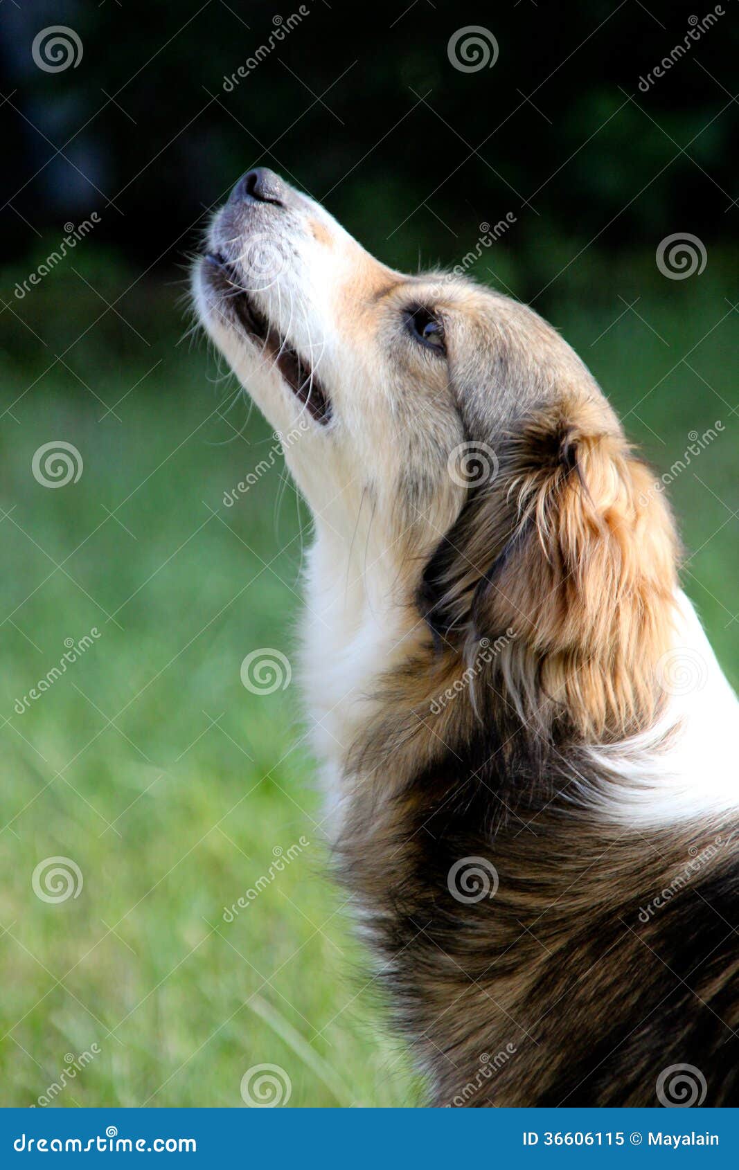 Heulender Hund stockbild. Bild von hund, heulender 36606115