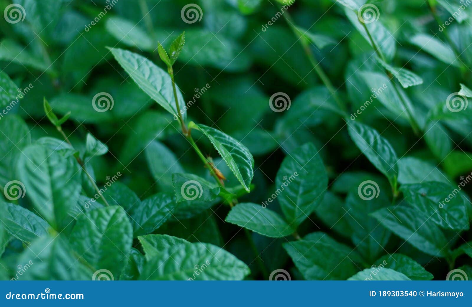 heuras tulang leaf or chloranthus officinalis