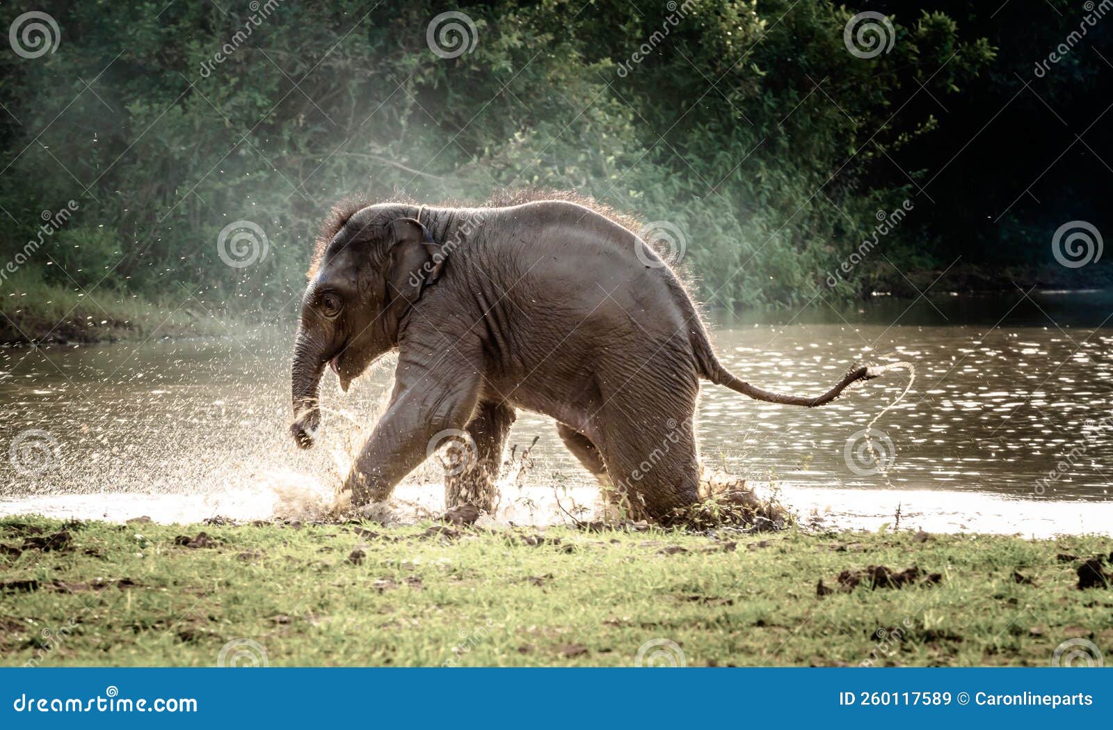 Un Bébé éléphant Joue Dans L'eau.