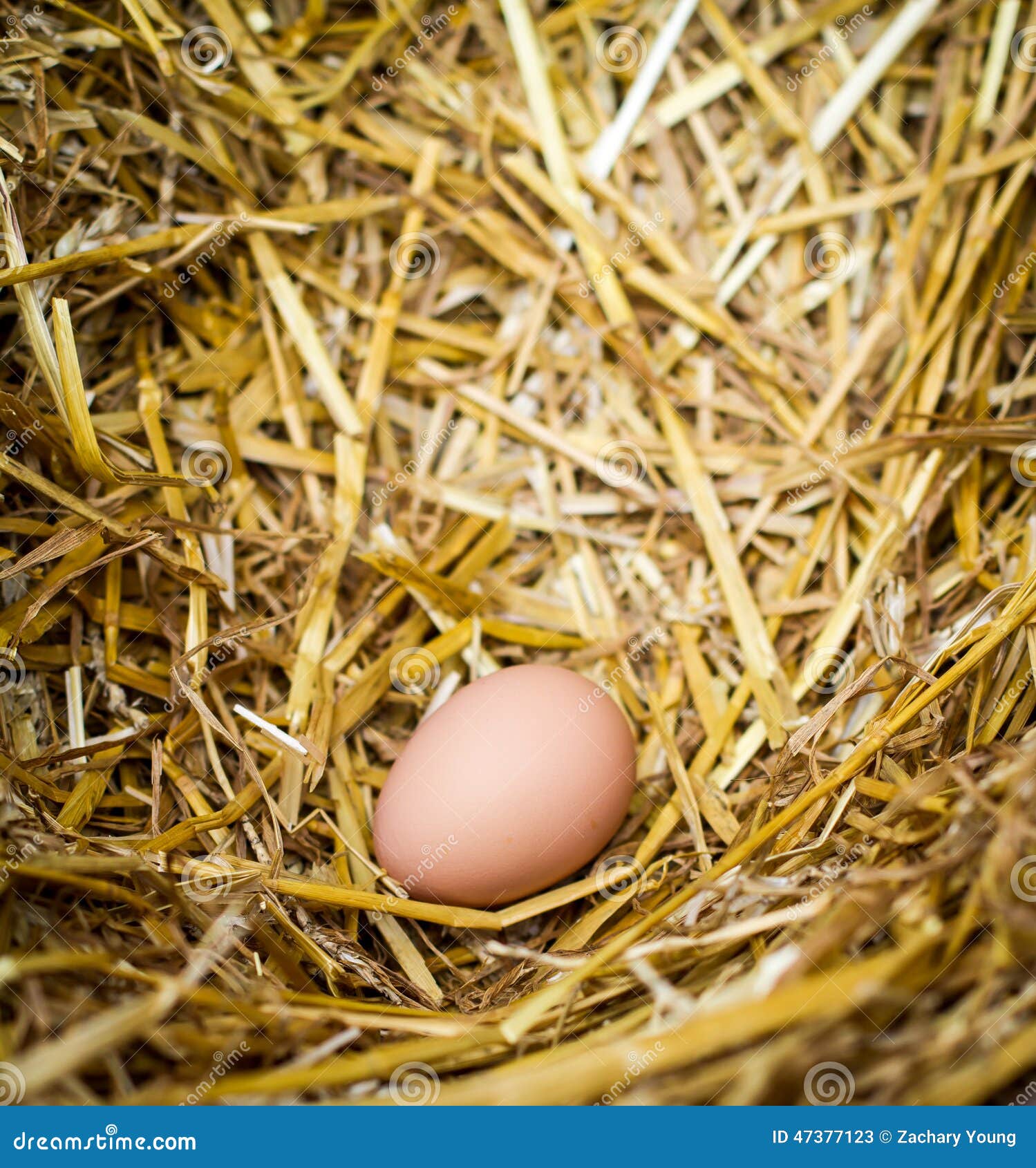 Hühnerei Im Nest Stockfoto - Bild: 47377123